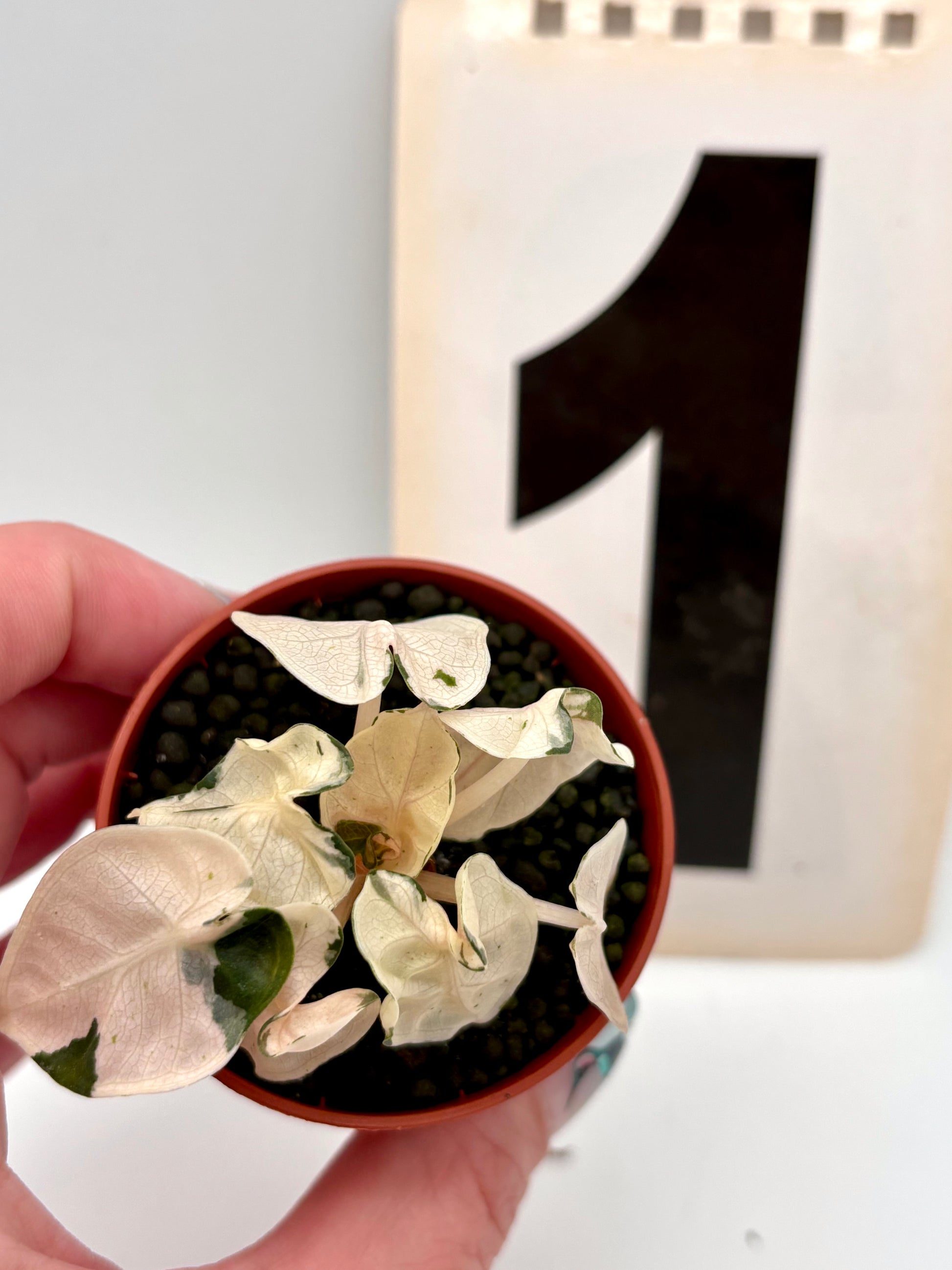 Alocasia Balloon Heart Variegata