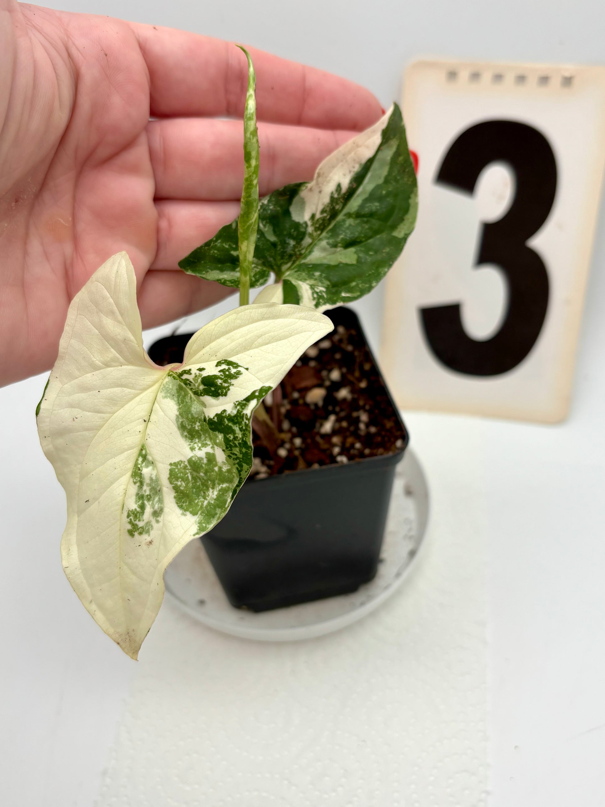 Syngonium Albo Variegata