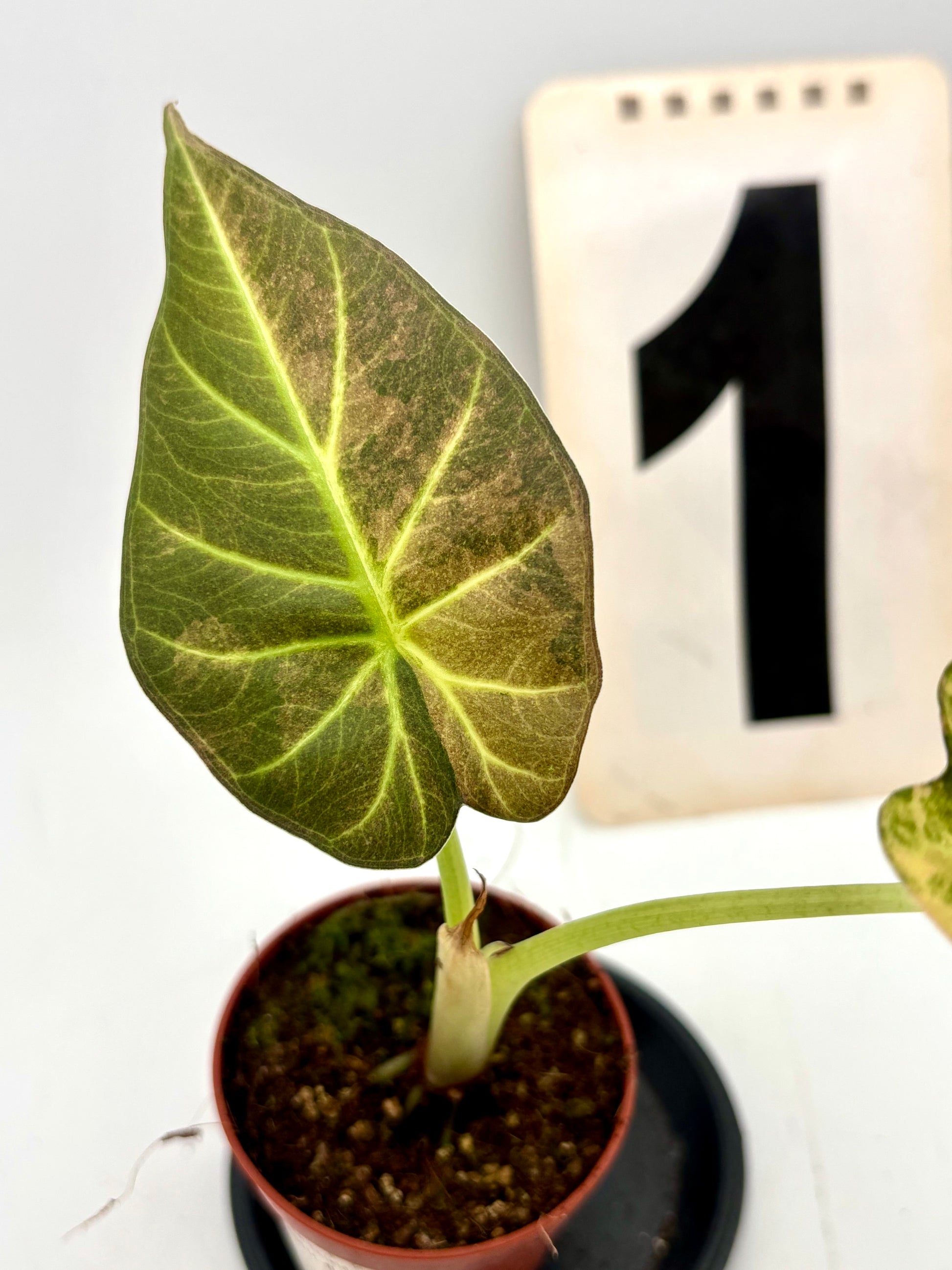 Alocasia Regal Shield Aurea Variegata von Exotic-Flowers mit grünen und gelben variegierten Blättern, große Pflanze in Topf
