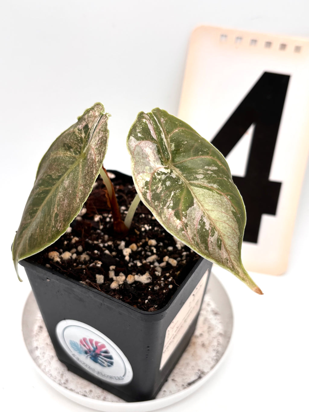 Alocasia Azlanii Variegata
