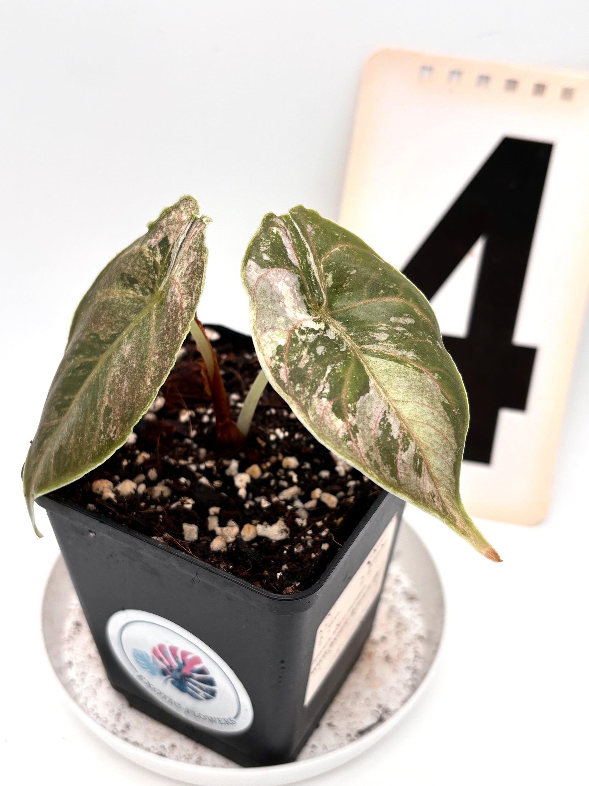 Alocasia Azlanii Variegata
