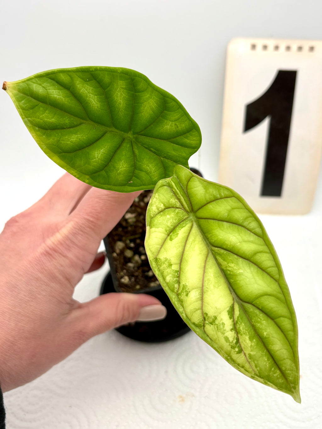 Alocasia Dragon Scale Variegata