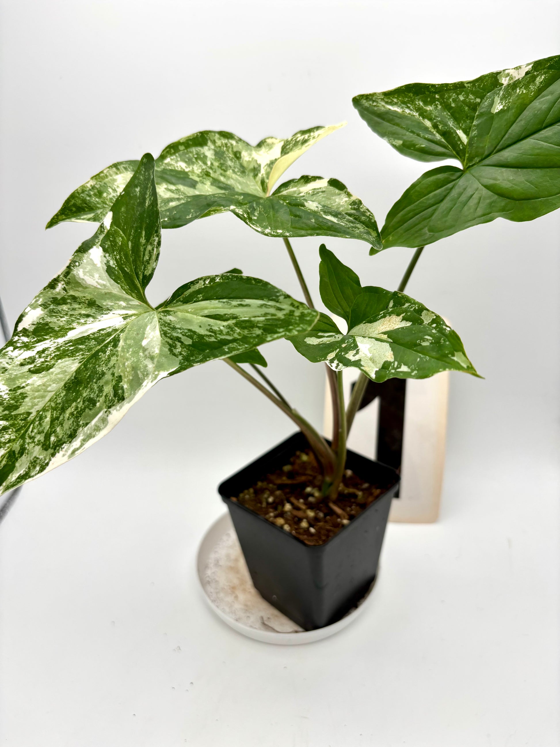 Syngonium Albo Variegata