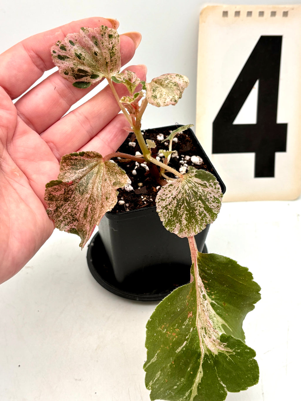 Variegierte Begonia Cucullata Pflanze von Exotic-Flowers mit grünen und weißen Blättern, im Gartenkübel fotografiert