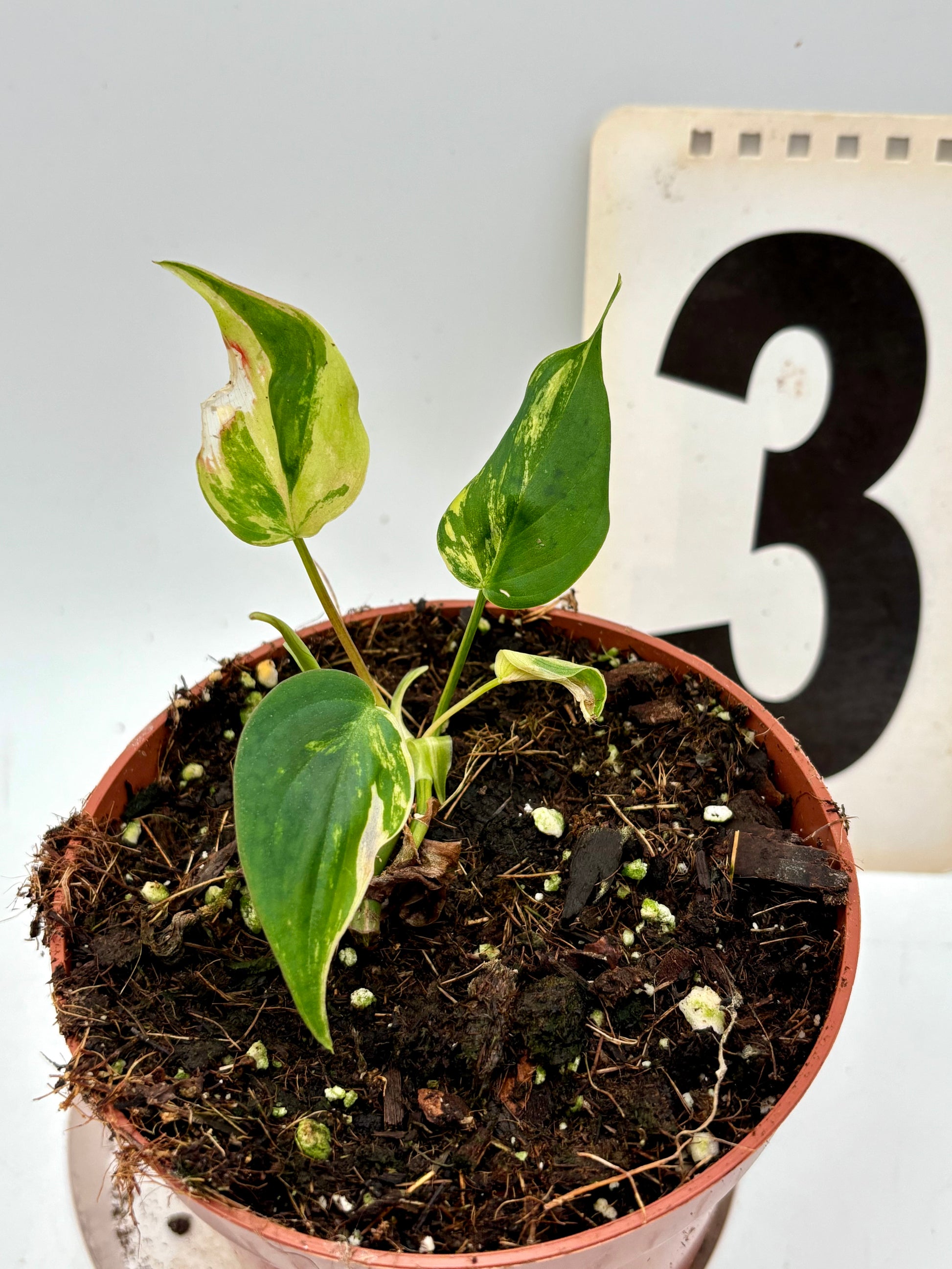 Philodendron Micans Variegata Pflanze mit grünen und variierten Blättern, im Top auf einem Tisch.