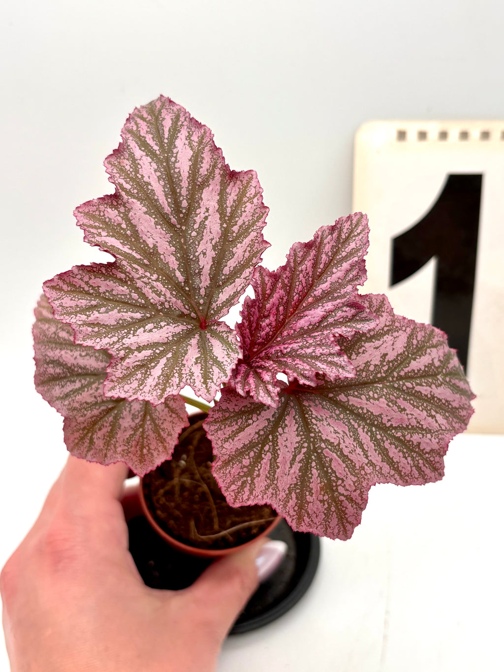 Begonia Pink Minx