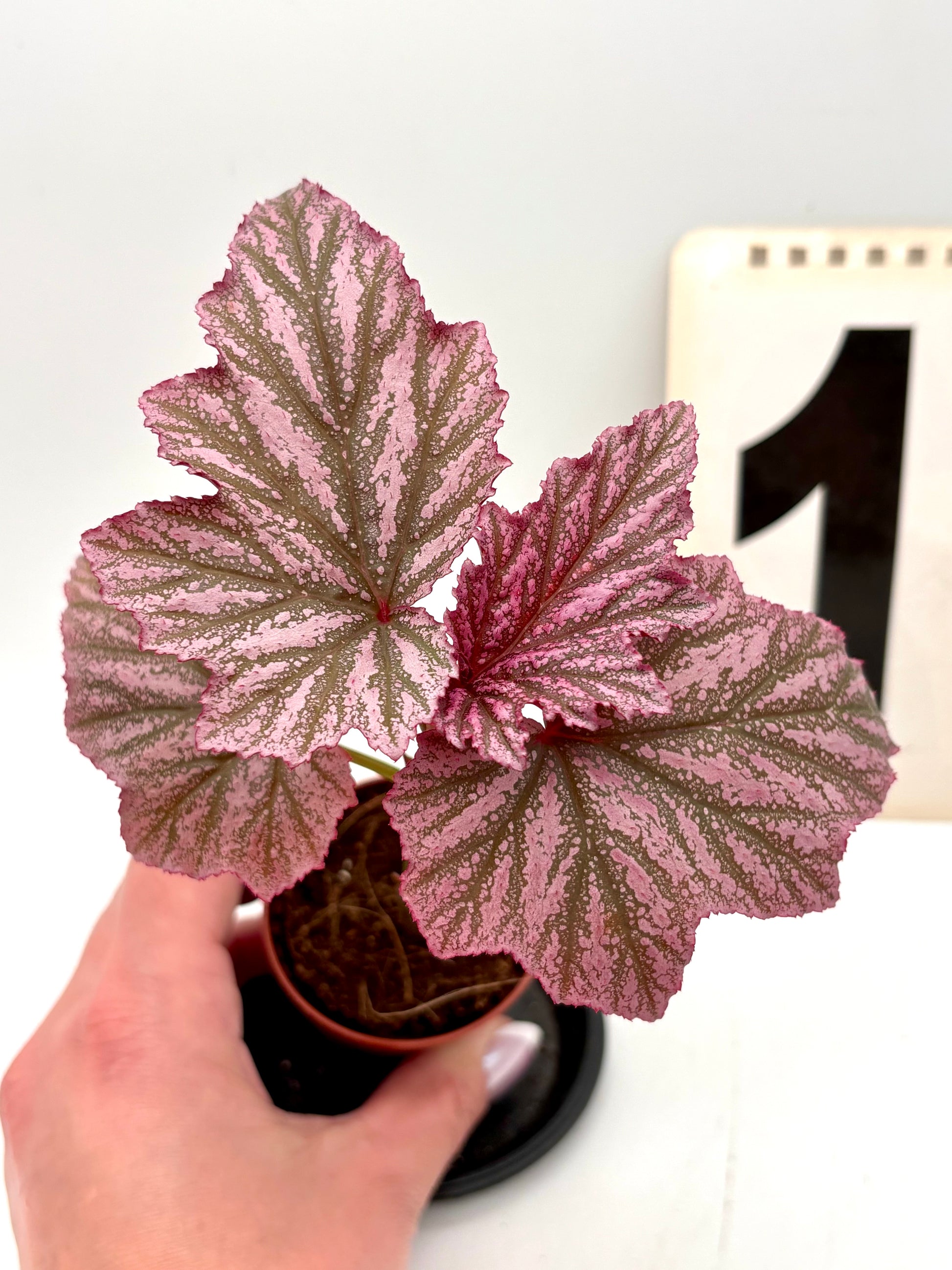 Begonia Pink Minx