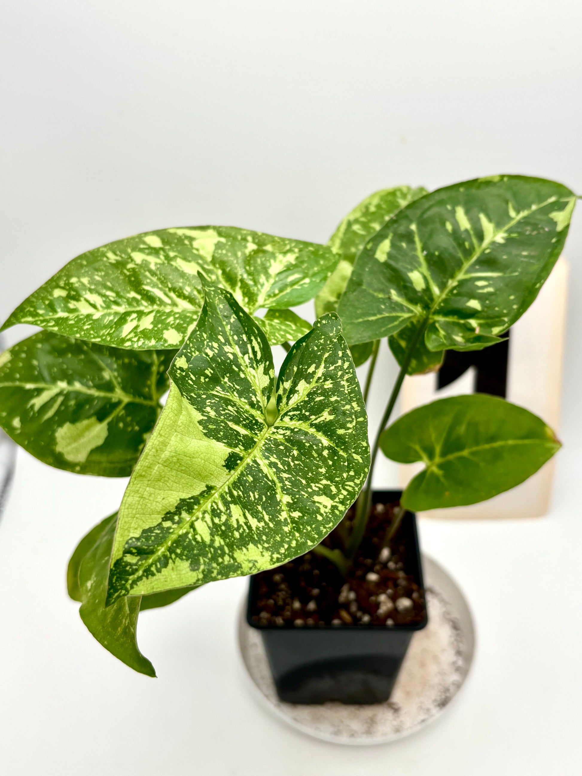 Syngonium Panda