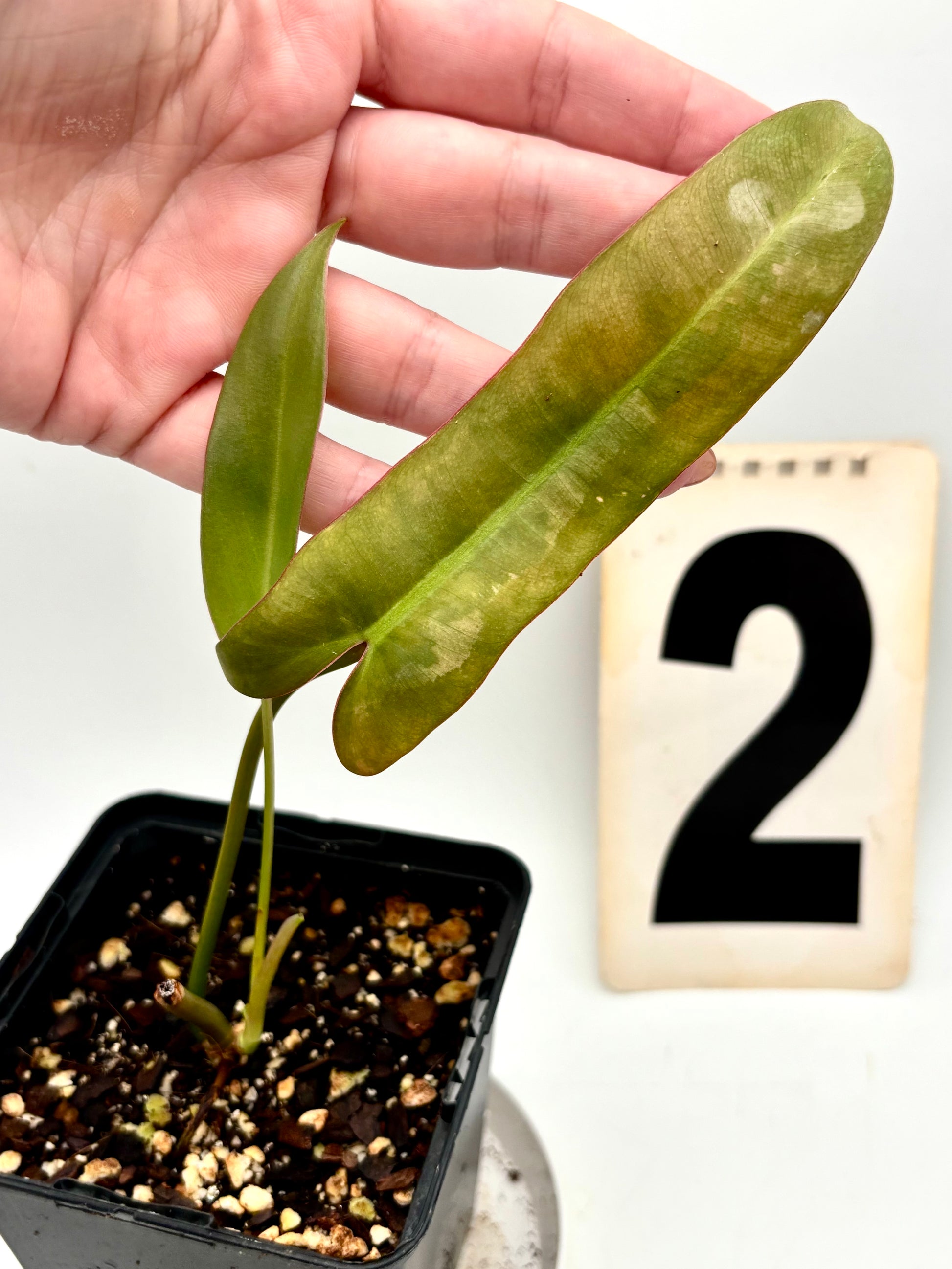 Grüner Philodendron Atabapoense von Exotic-Flowers mit großen, herzförmigen Blättern in natürlicher Umgebung