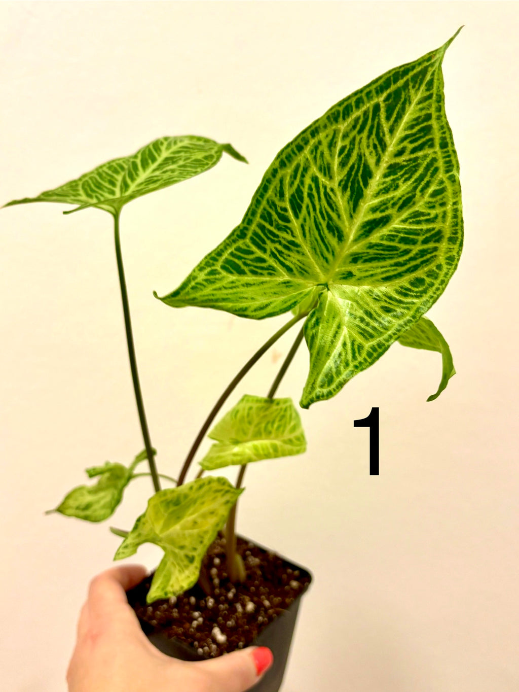 Syngonium Batik / Golden Venation