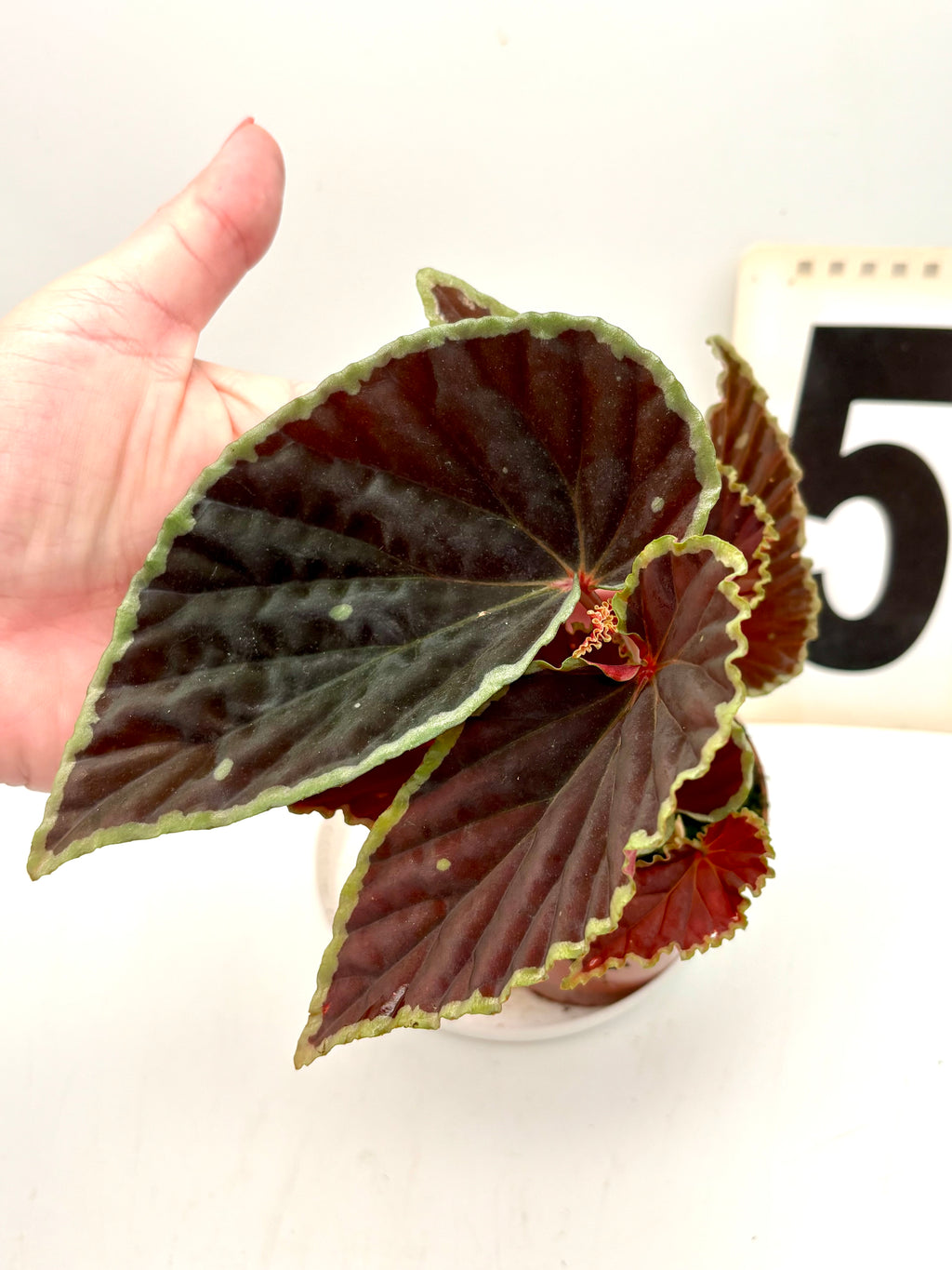 Grüne Begonie darthvaderiana ‘Green Spots’ von Exotic-Flowers mit auffälligen grünen Flecken auf den Blättern, Nahaufnahme