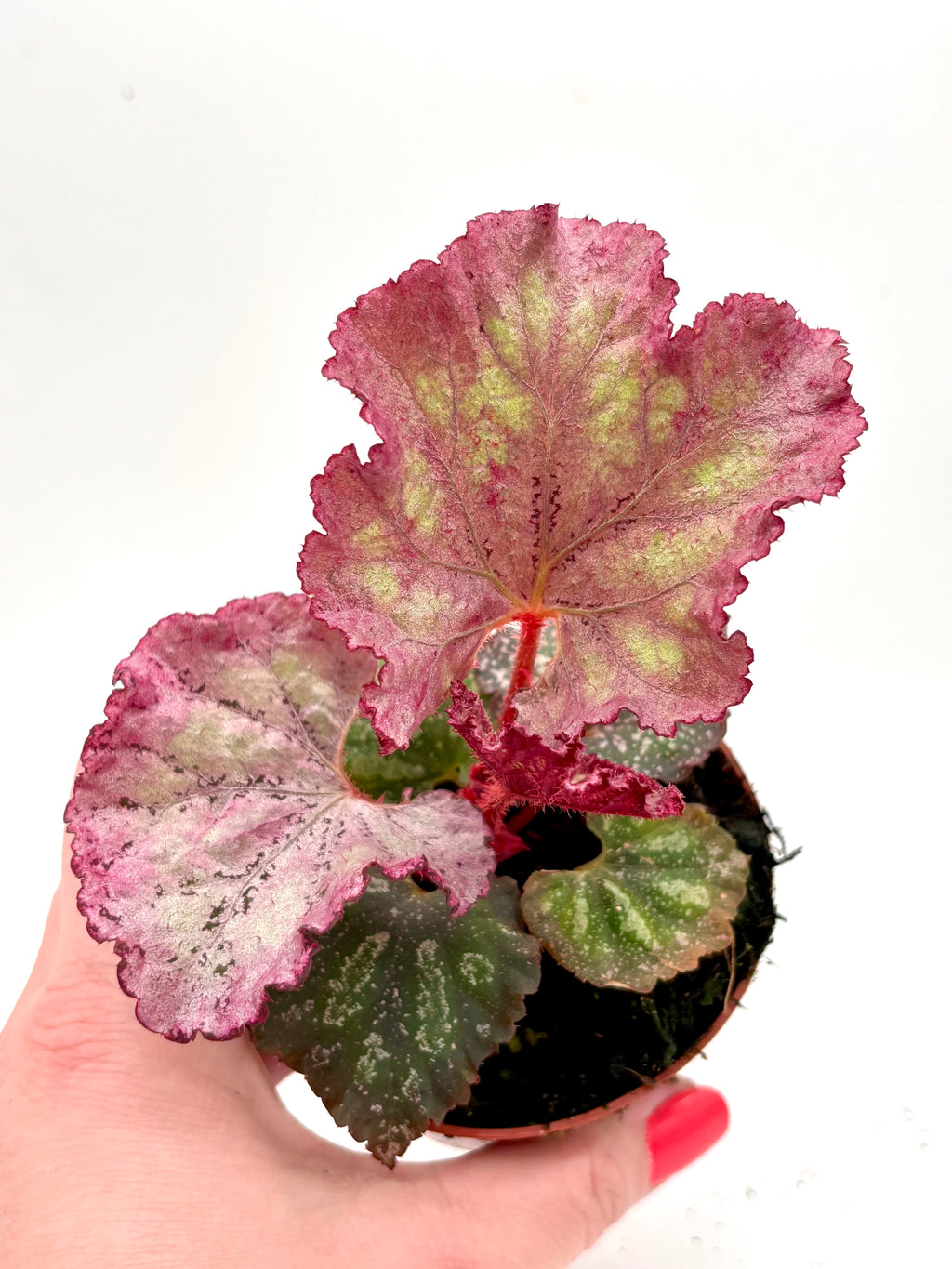 Begonie Pink Panther von Exotic-Flowers, pinke Blüten mit grünen Blättern, perfekt für Zimmer und Garten.