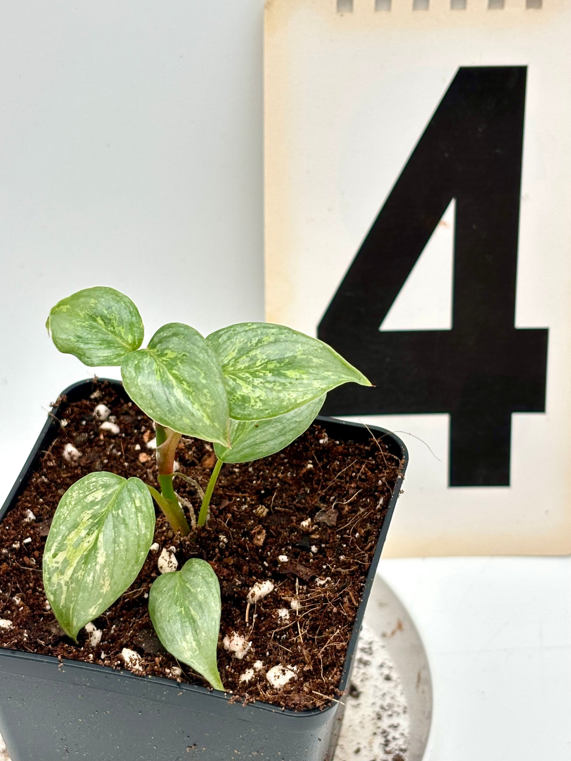 Philodendron Sodiroi Variegata Pflanze mit grünen und cremefarbenen Blättern, exotischer Zimmerpflanze von Exotic-Flowers