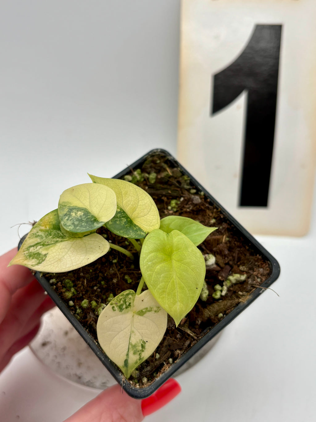 Alocasia Silver Dragon Aurea Variegata
