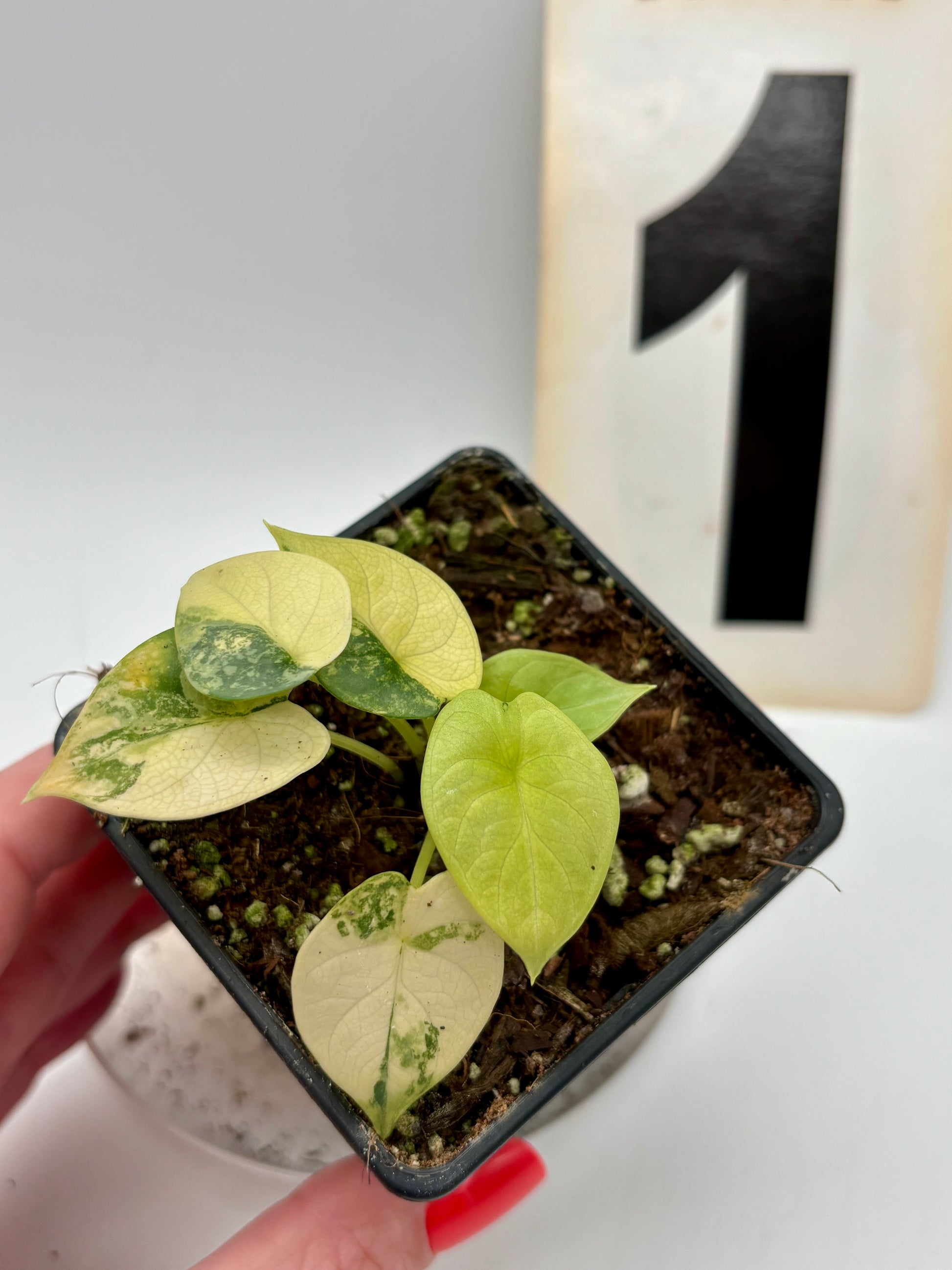 Alocasia Silver Dragon Aurea Variegata