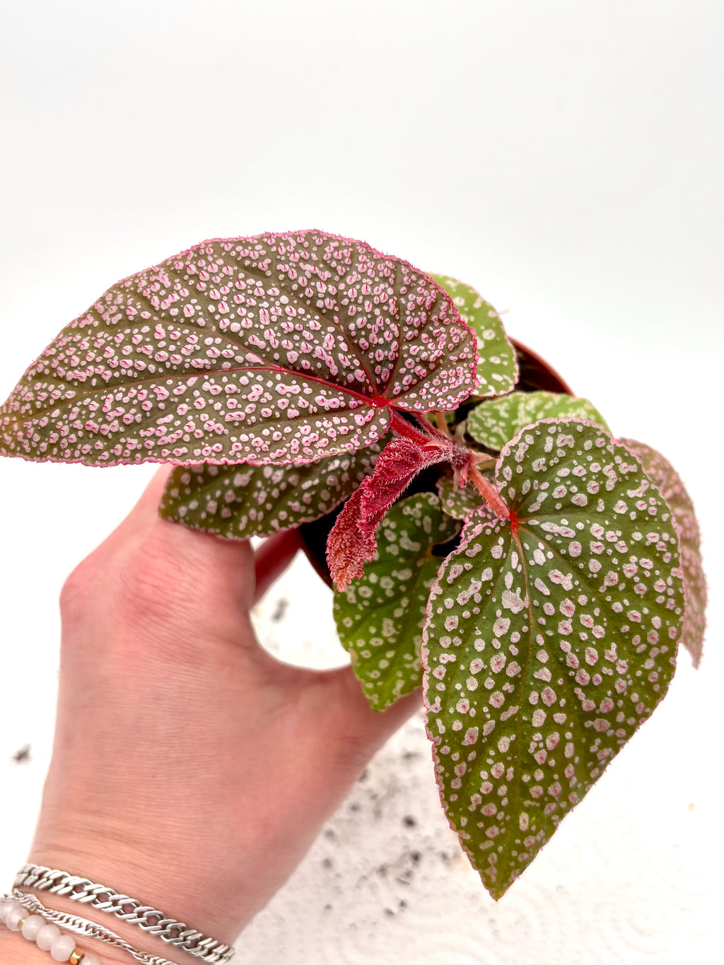Rote Begonie Pink Spot von Exotic-Flowers mit rosa gepunkteten Blättern und blühendem Erscheinungsbild.
