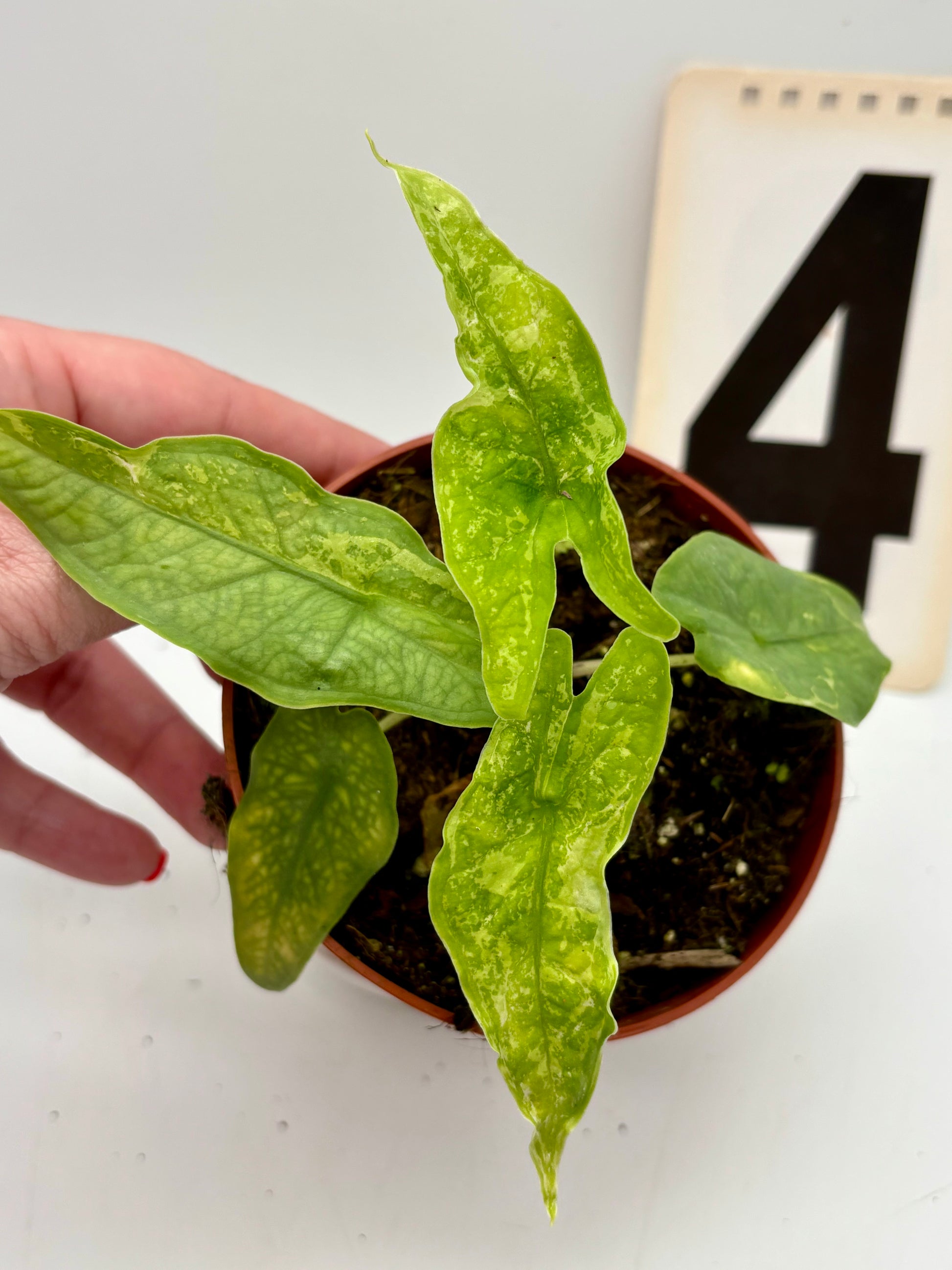 Alocasia Carpet sp Sulawesi Variegata