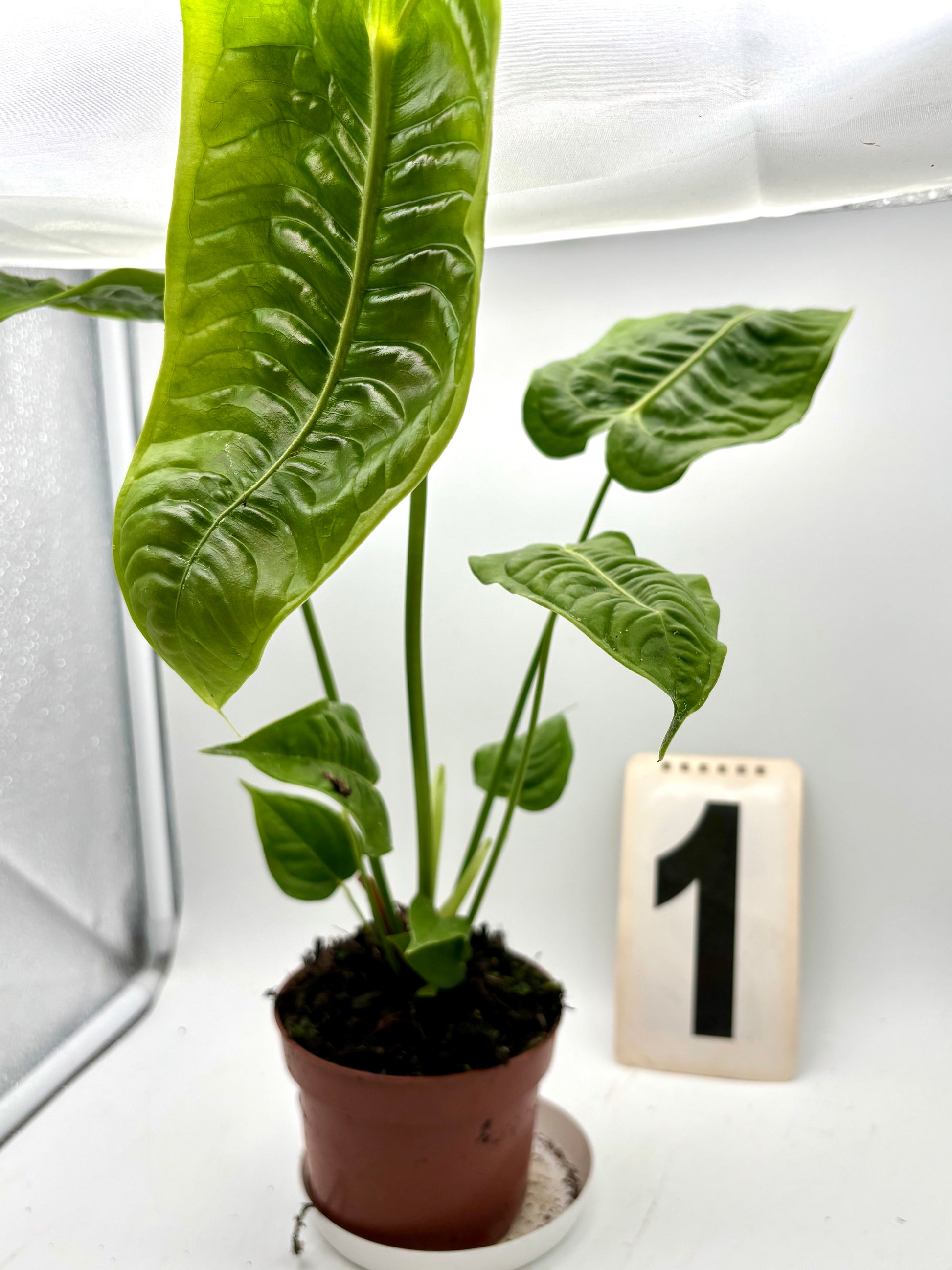 Anthurium Veitchii