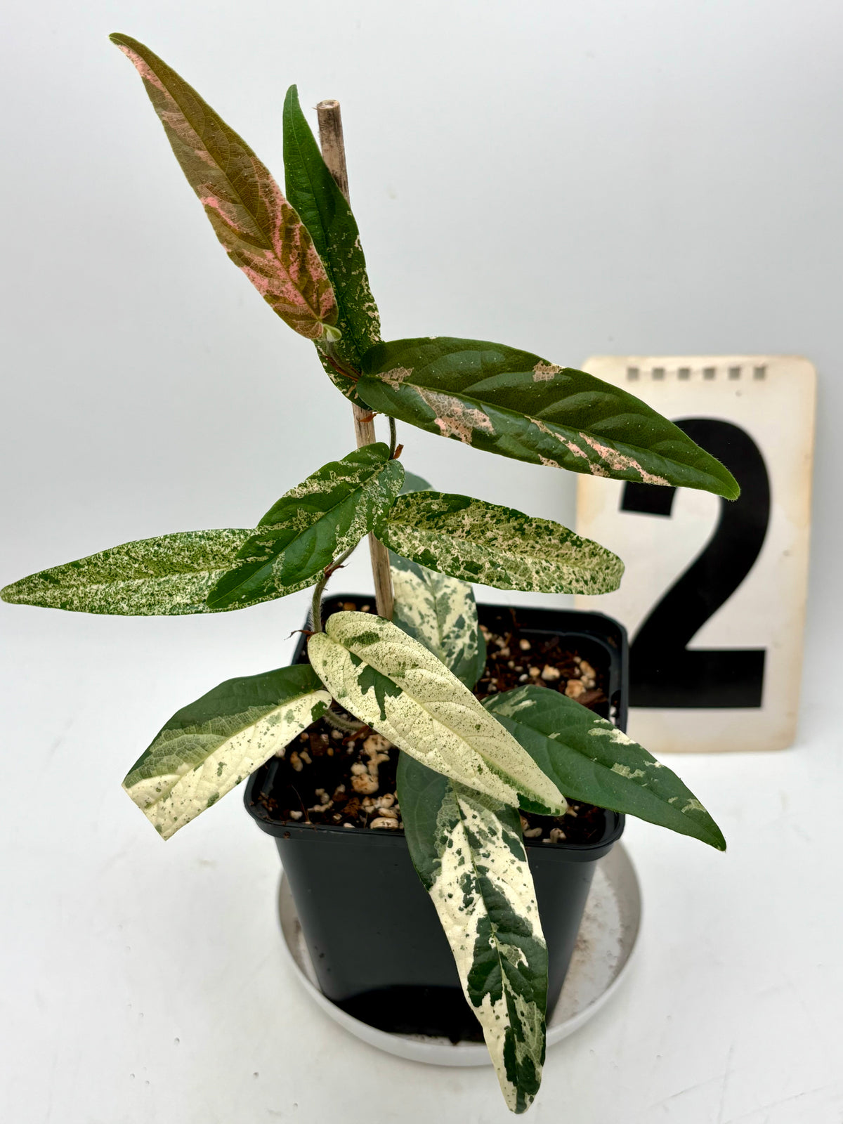 Ficus Sagittata Pink Variegata Pflanze von Exotic-Flowers mit grünen und pinkfarbenen Blättern, im Top.