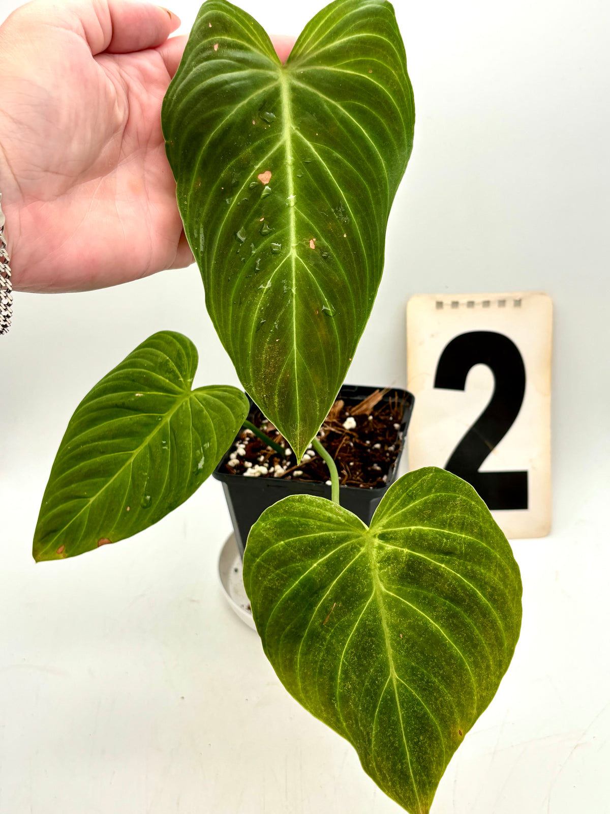 Grüner Philodendron Splendid von Exotic-Flowers mit großen, glänzenden Blättern in einem Topf auf einem weißen Hintergrund