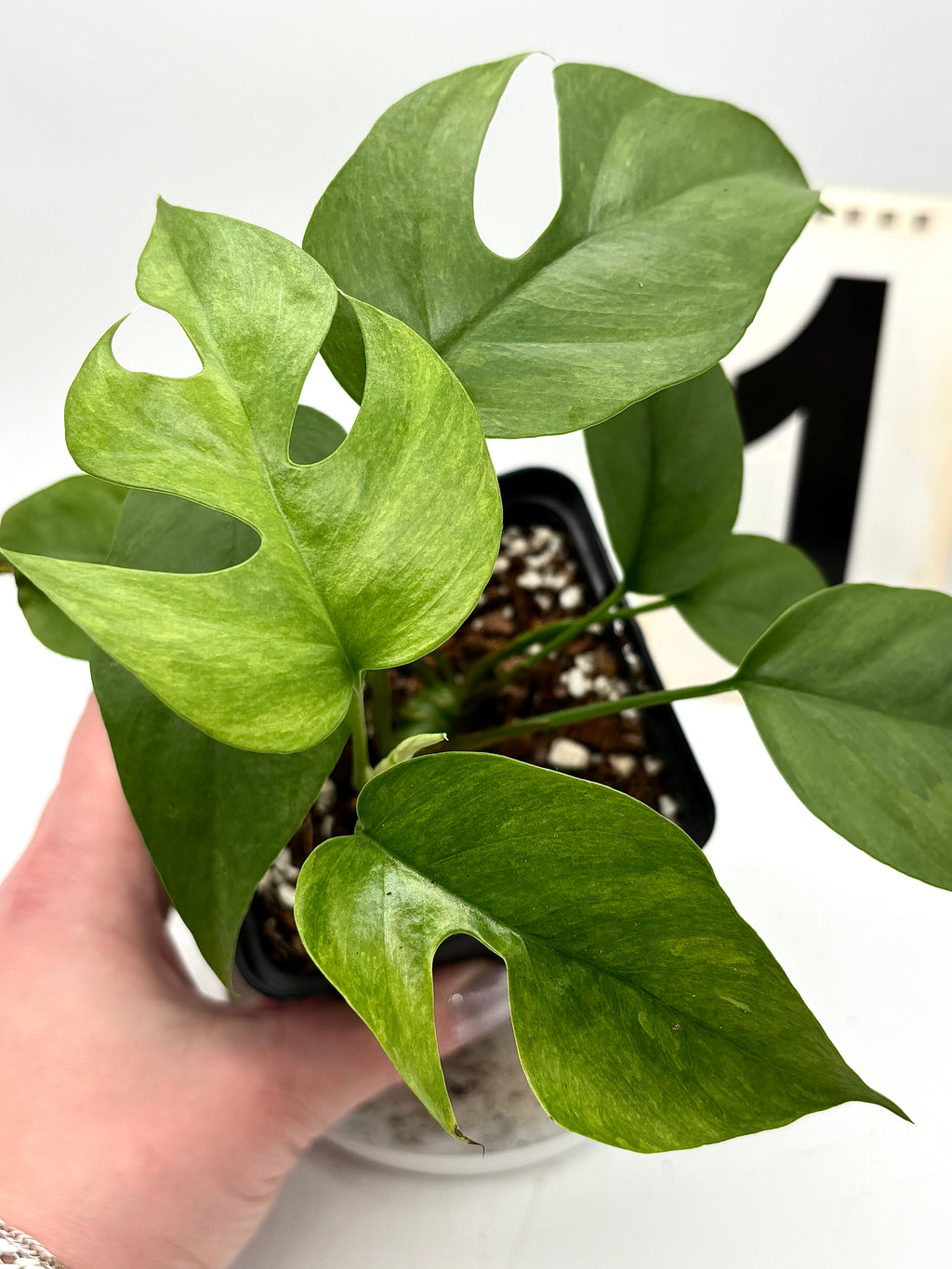 Rhaphidophora Tetrasperma Variegata Mint / Monstera Minima - Exotic-Flowers