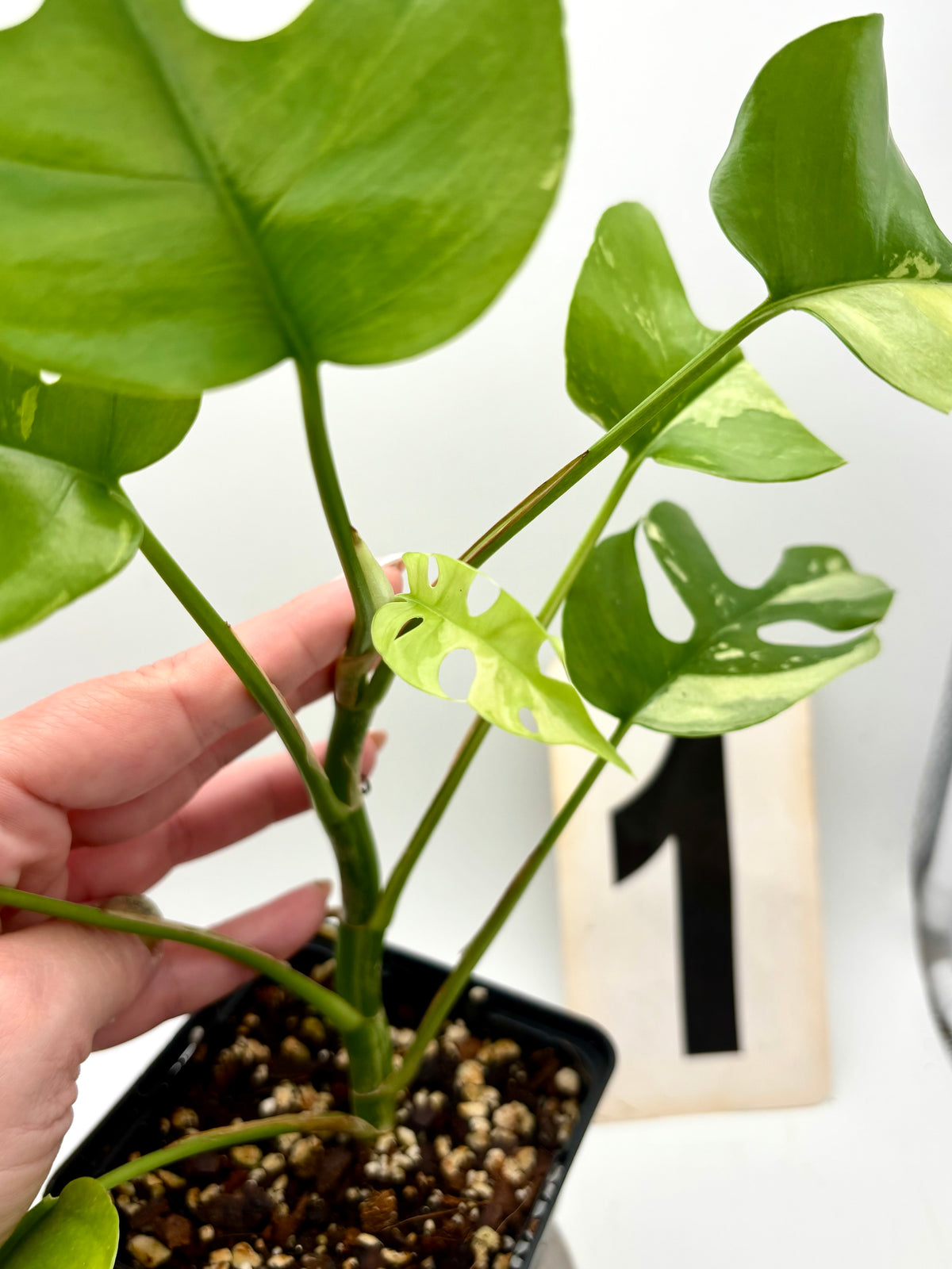 Rhaphidophora Tetrasperma Albo Variegata, Monstera Minima, grüne Pflanze mit weißen variegierten Blättern, im Topf.