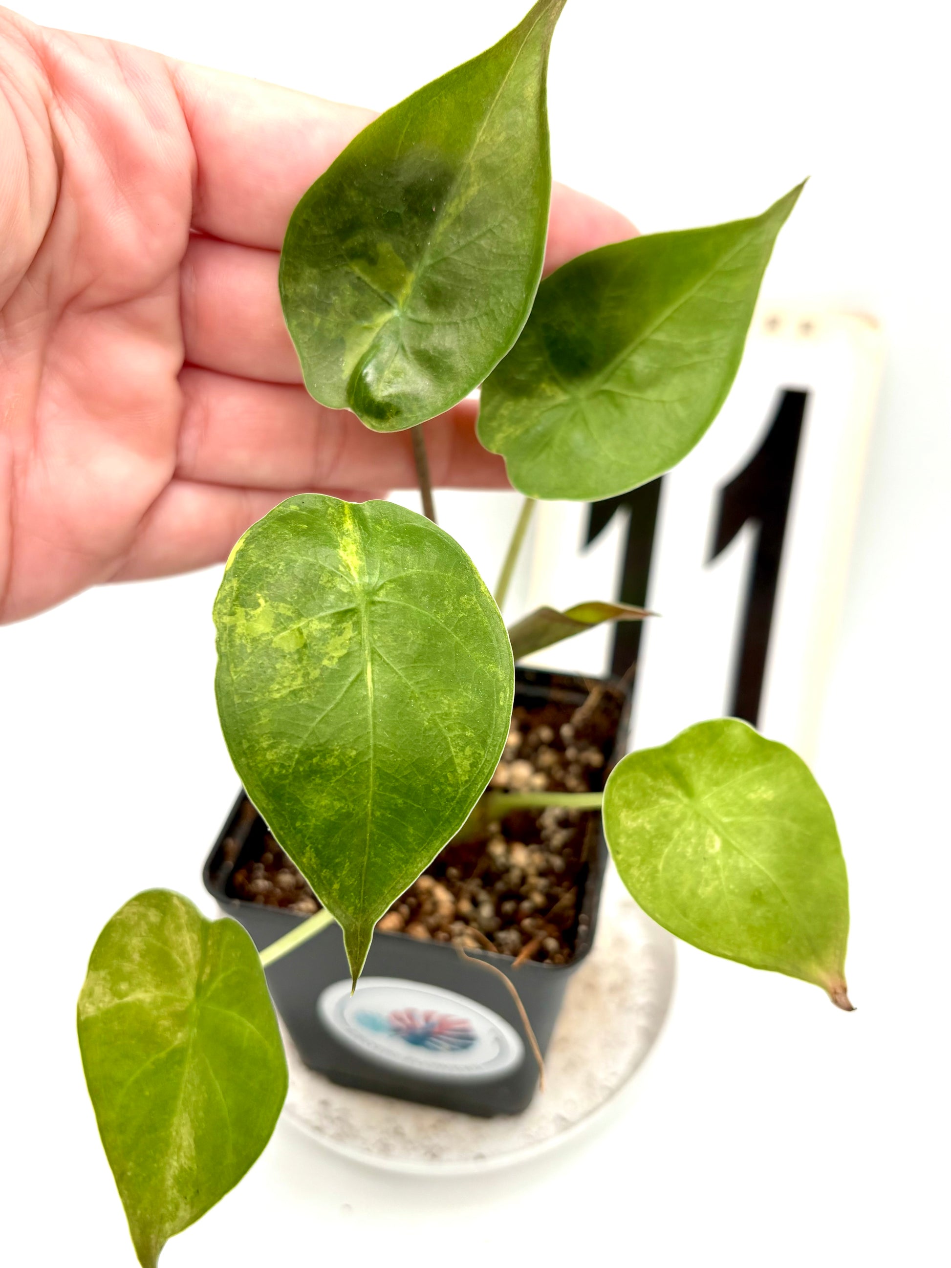 Alocasia Wentii (Sunset) Variegata