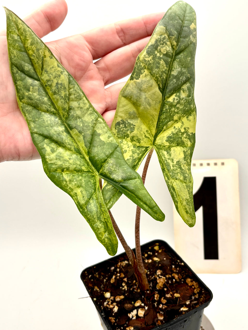 Alocasia Metallic Blue Aurea Variegata Pflanze mit auffälligen blauen und goldenen Blättern, exotische Zimmerpflanze von Exotic-Flowers