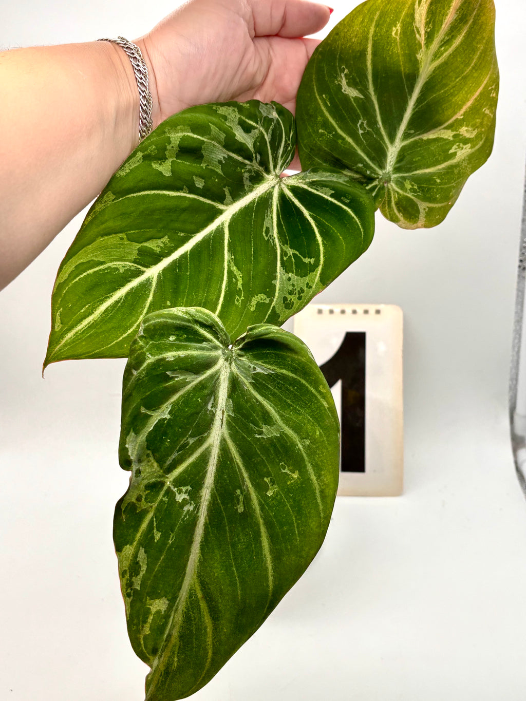 Philodendron Gloriosum Variegata / Snow Leopard