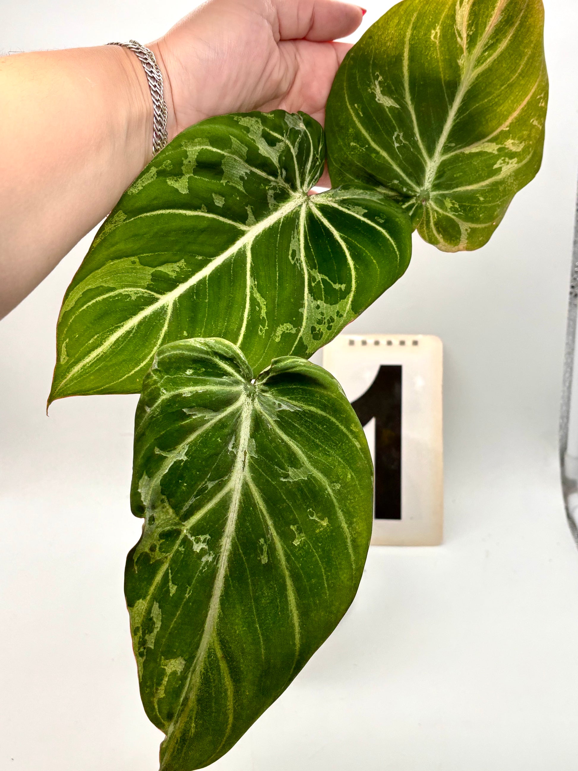 Philodendron Gloriosum Variegata / Snow Leopard