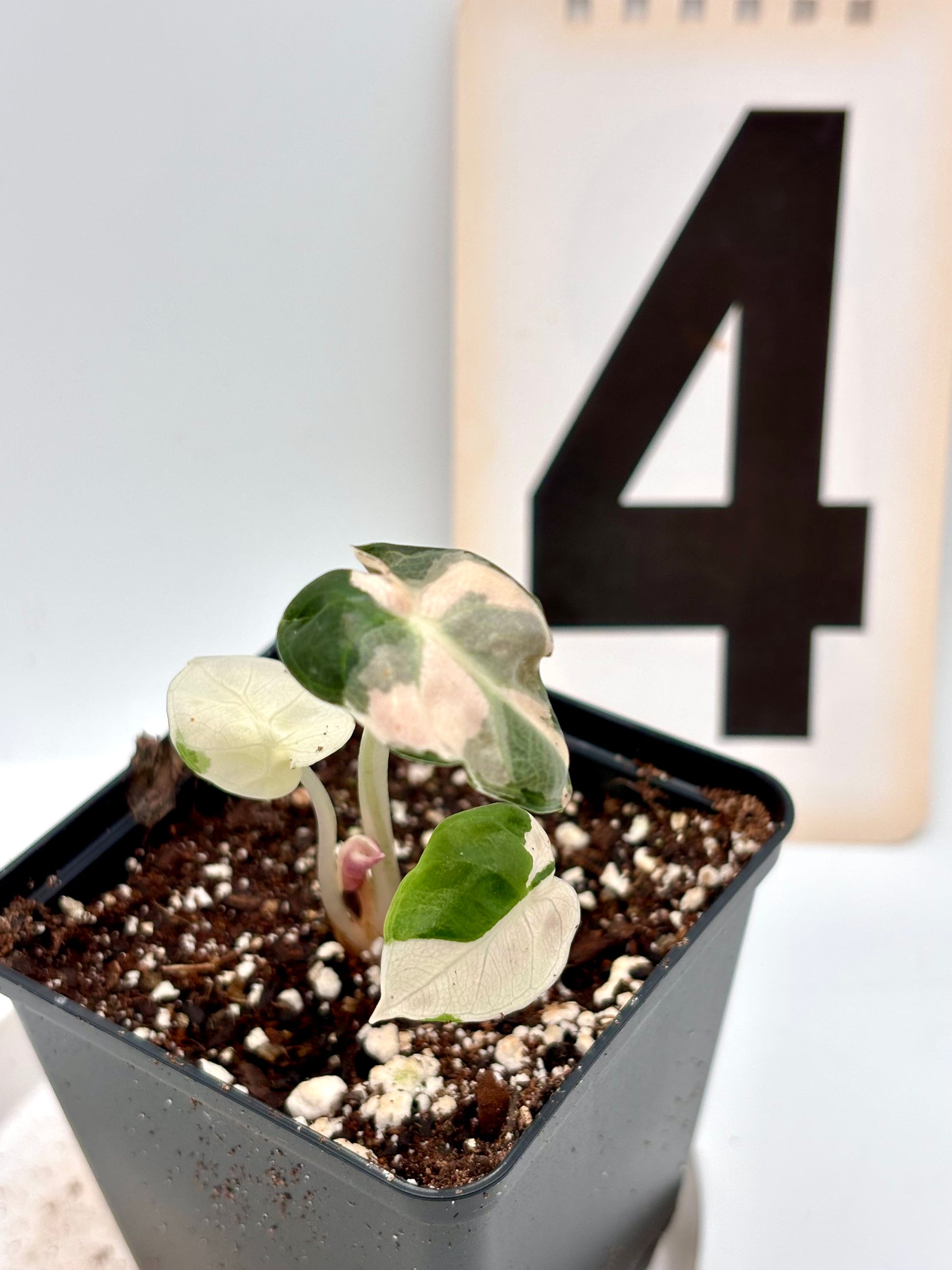 Alocasia Balloon Heart Variegata