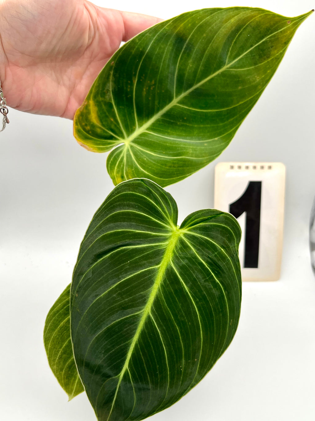 Philodendron Melanochrysum