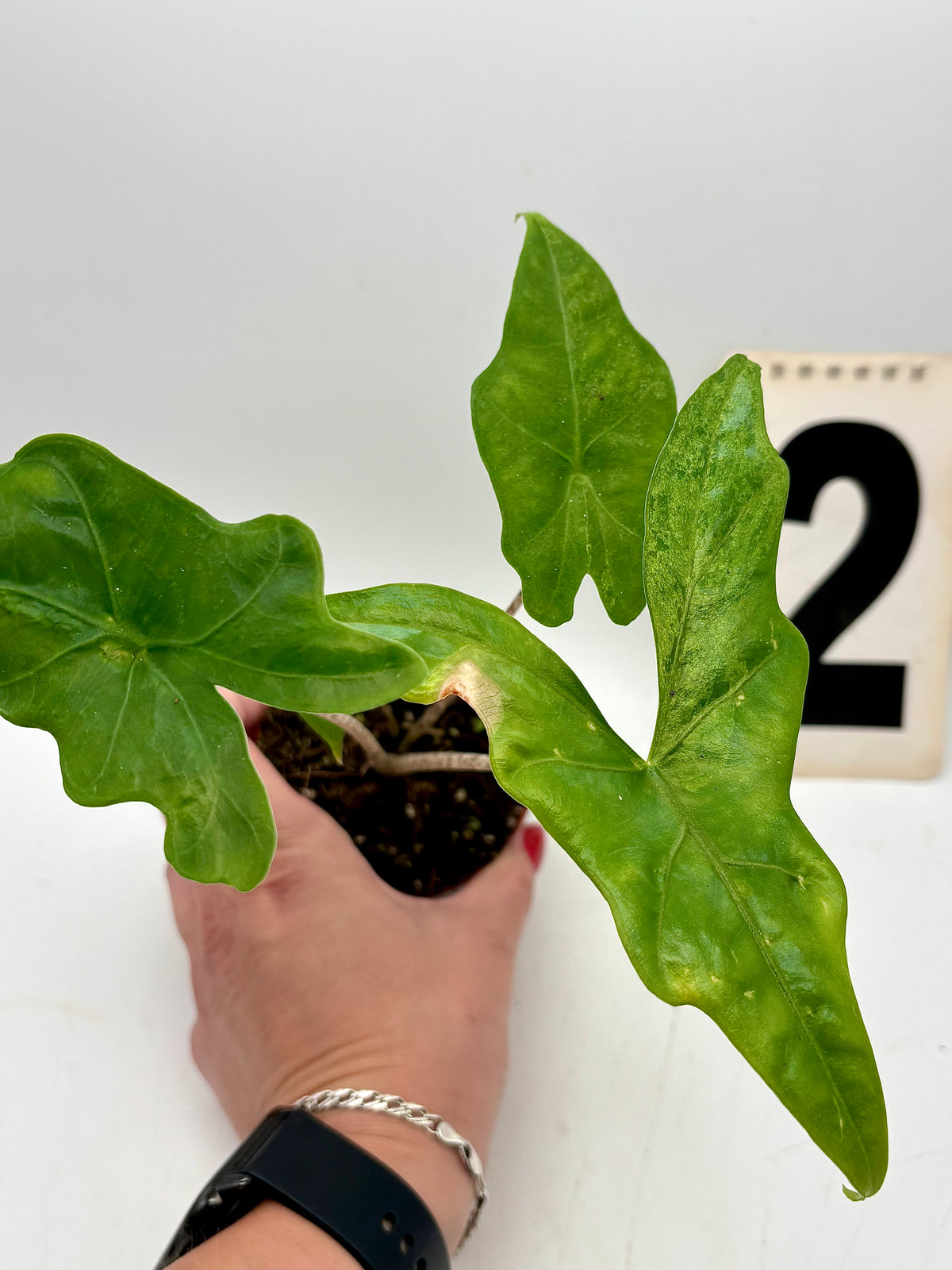 Alocasia Batwing Variegata