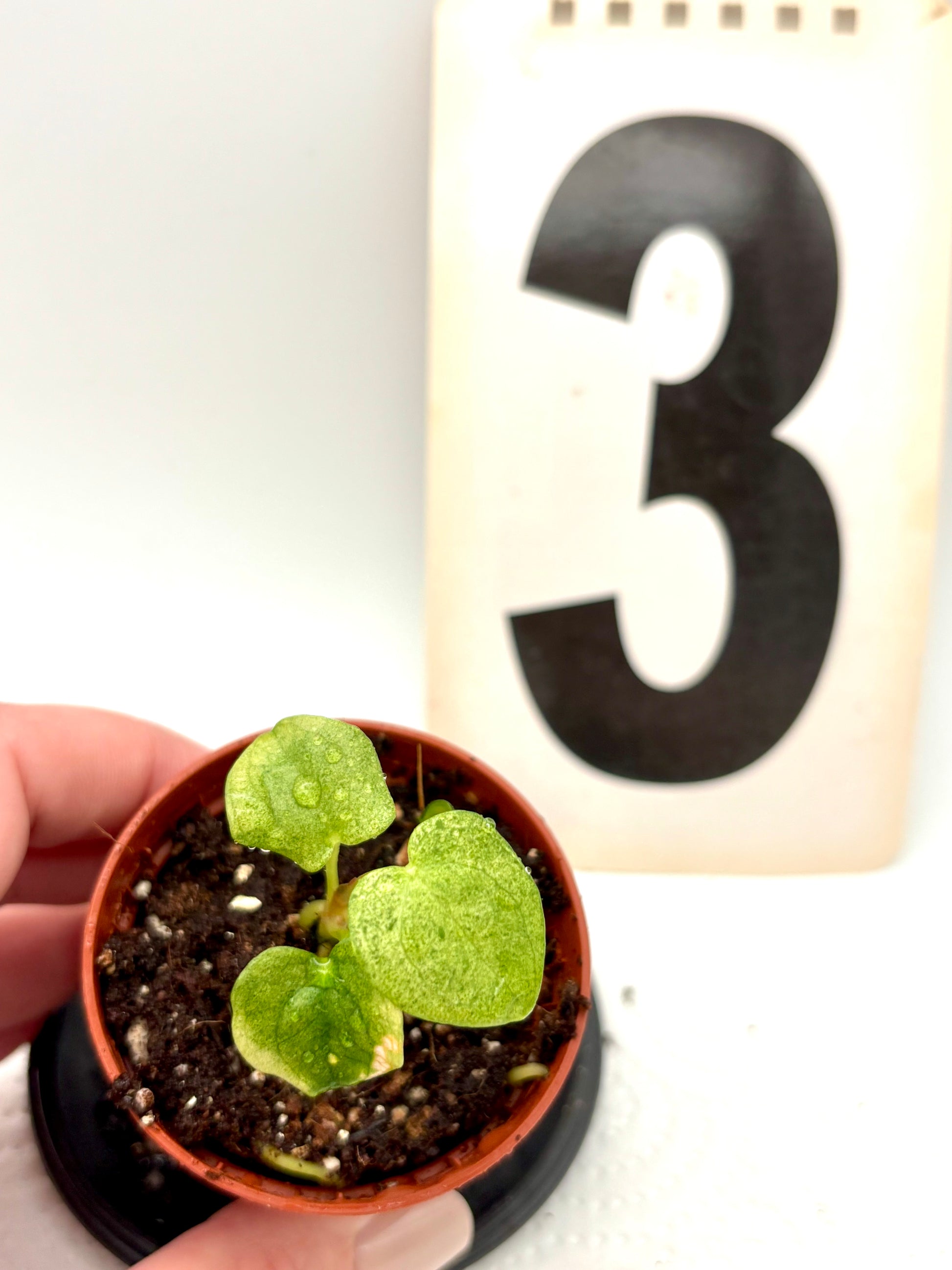Anthurium Dark Phoenix Variegata