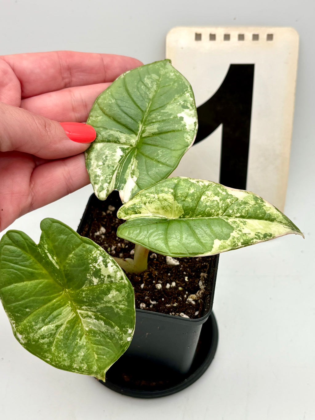 Alocasia Platinum Albo Variegata Pflanze von Exotic-Flowers mit grünen und weißen geflammten Blättern