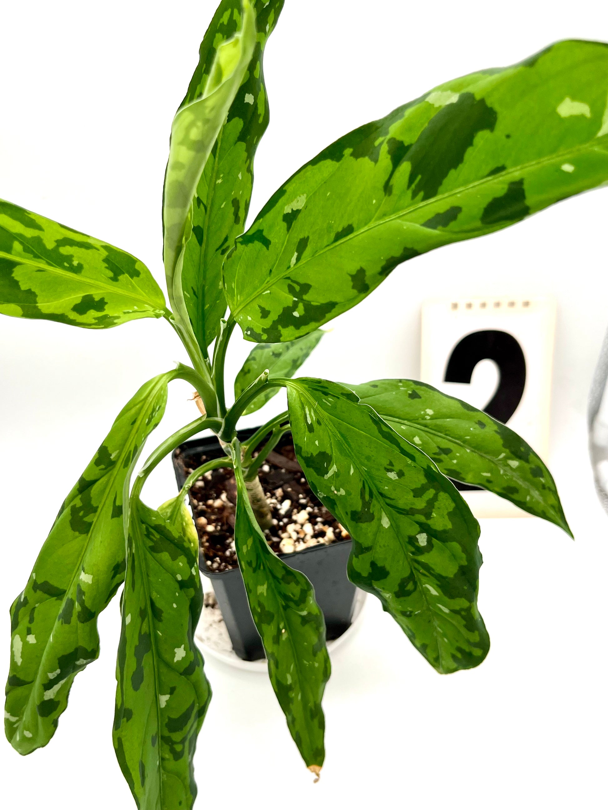 Aglaonema Pictum Tricolor - Star Spot