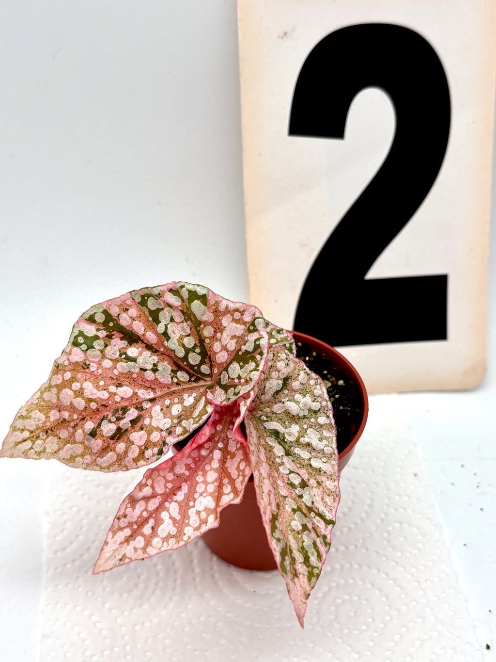 Begonia Snowcap Variegata