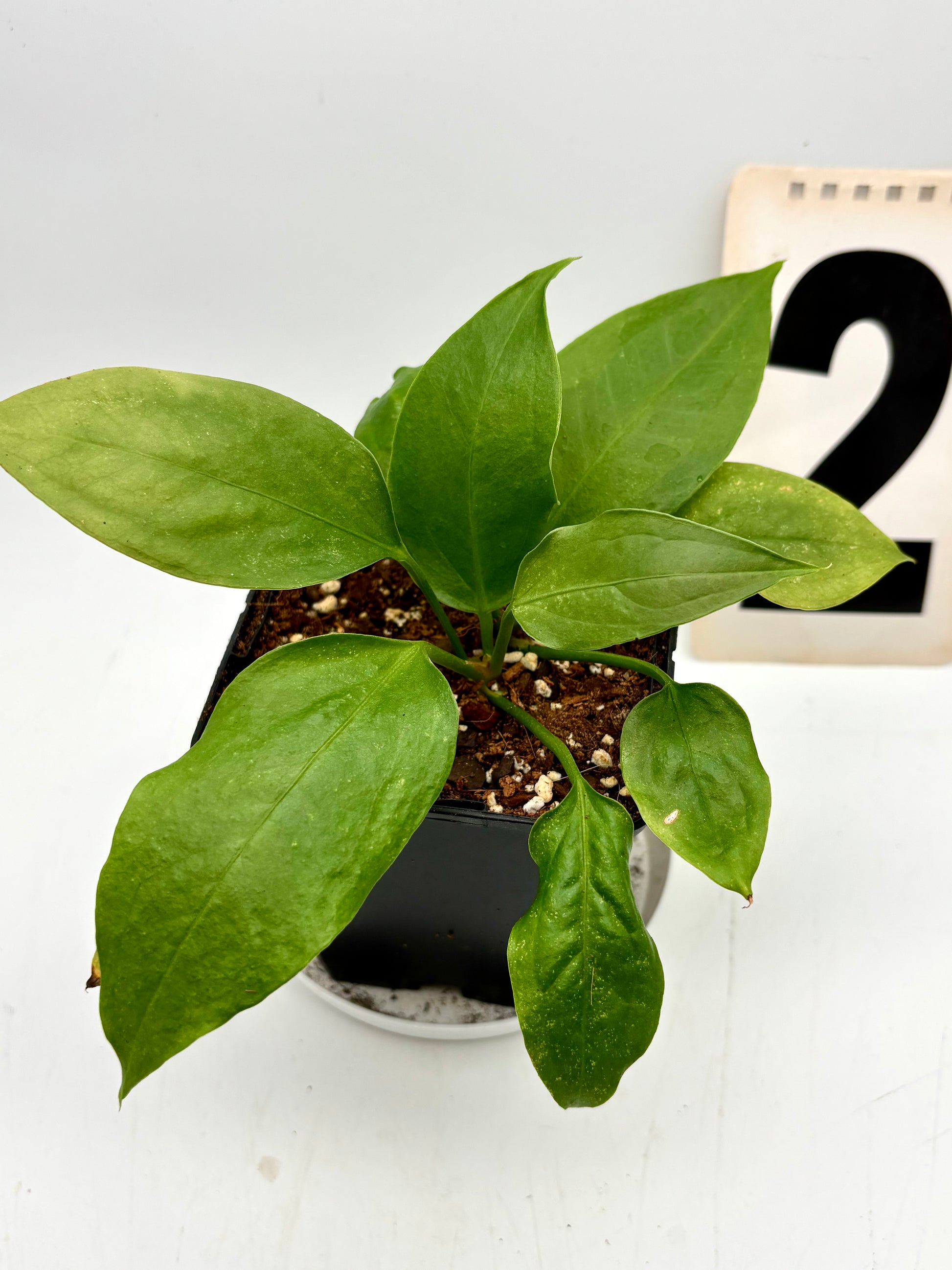 Anthurium Big Bill - Exotic-Flowers