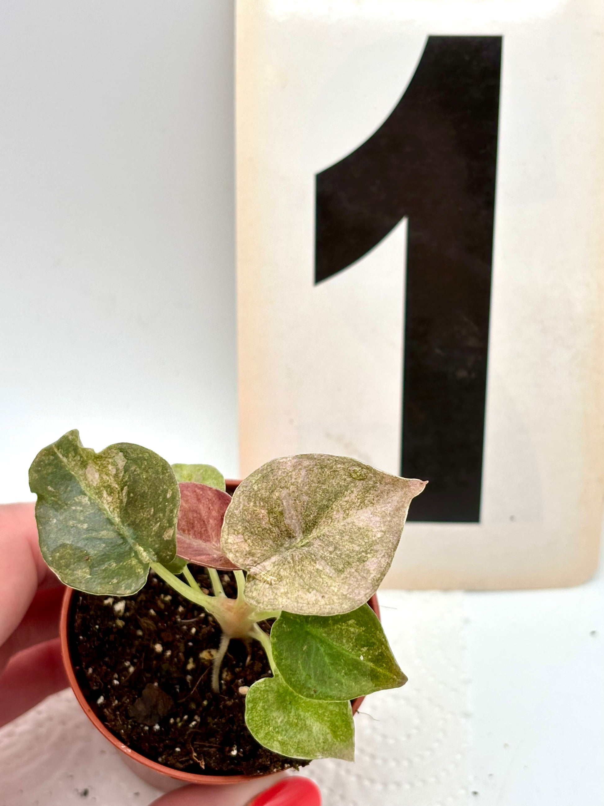 Alocasia Cuprea Mint Variegata
