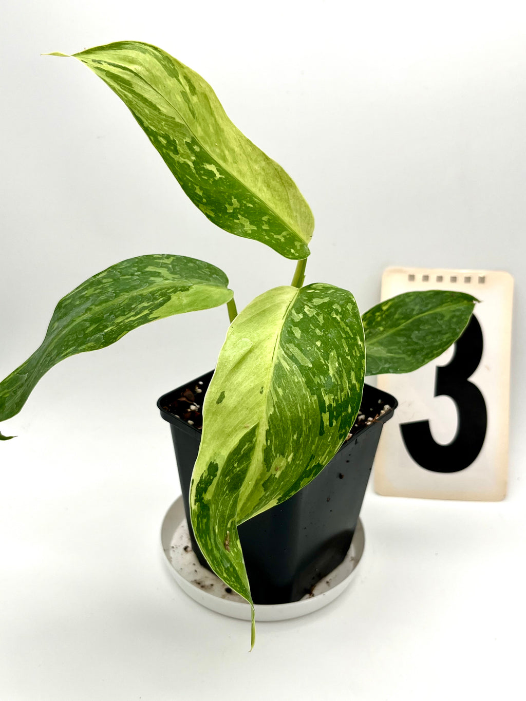 Philodendron Jose Buono