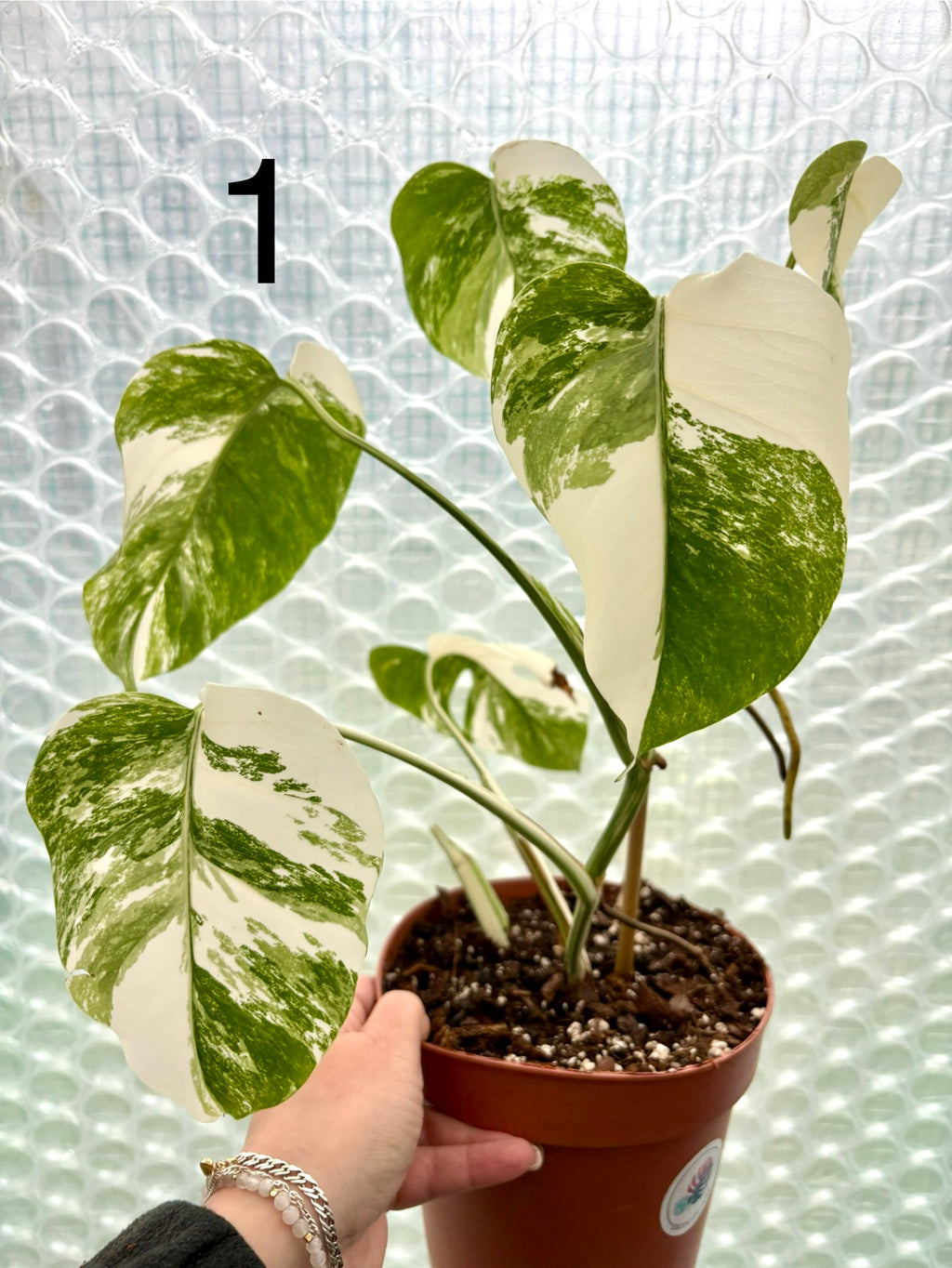 Variegierte Monstera Pflanze von Exotic-Flowers mit grünen und weißen Blättern, detailreiche Blattform in natürlicher Umgebung