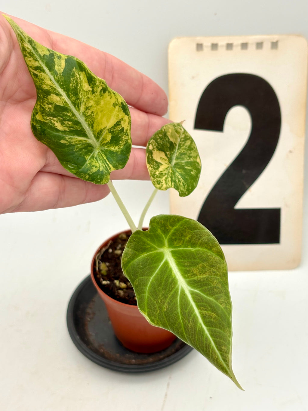 Alocasia Black Velvet Aurea Variegata