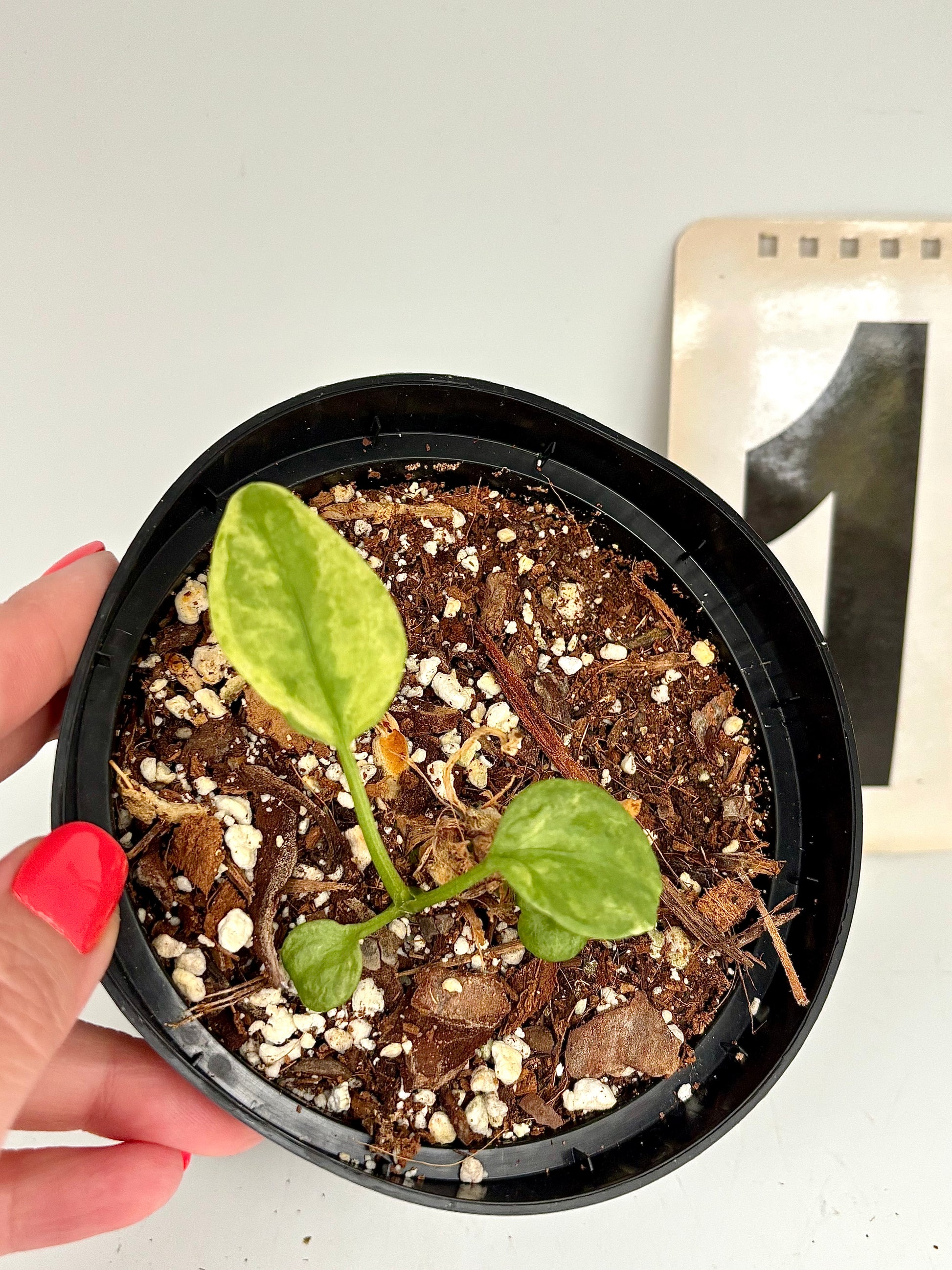 Anthurium Vittarifolium Variegata von Exotic-Flowers mit grünen und weißen variegierten Blättern in Top-Ansicht