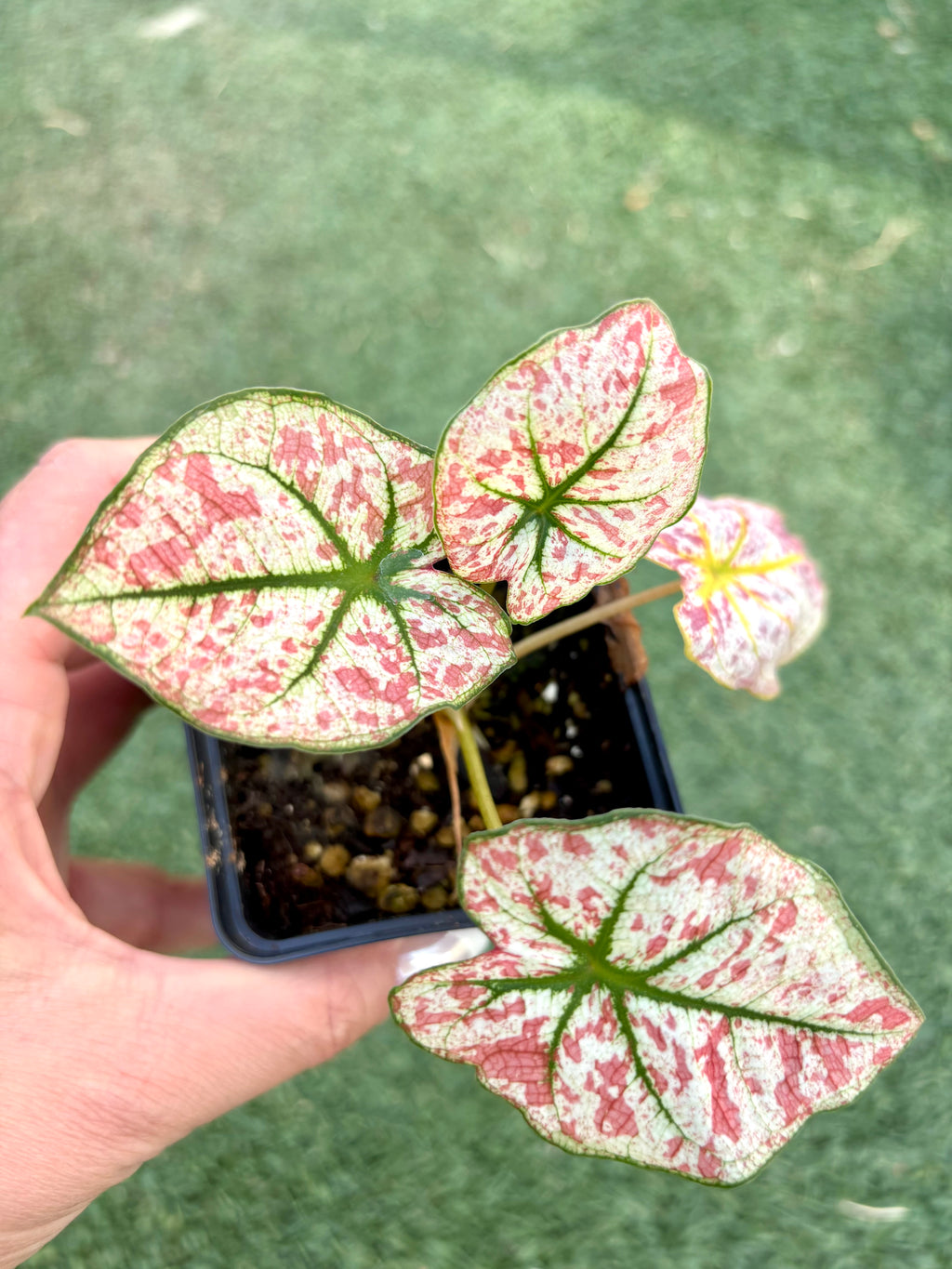 Hochwertiges Caladium Scarlet Mary von Exotic-Flowers mit großen roten und grünen Blättern, ideal für tropische Gartengestaltung.