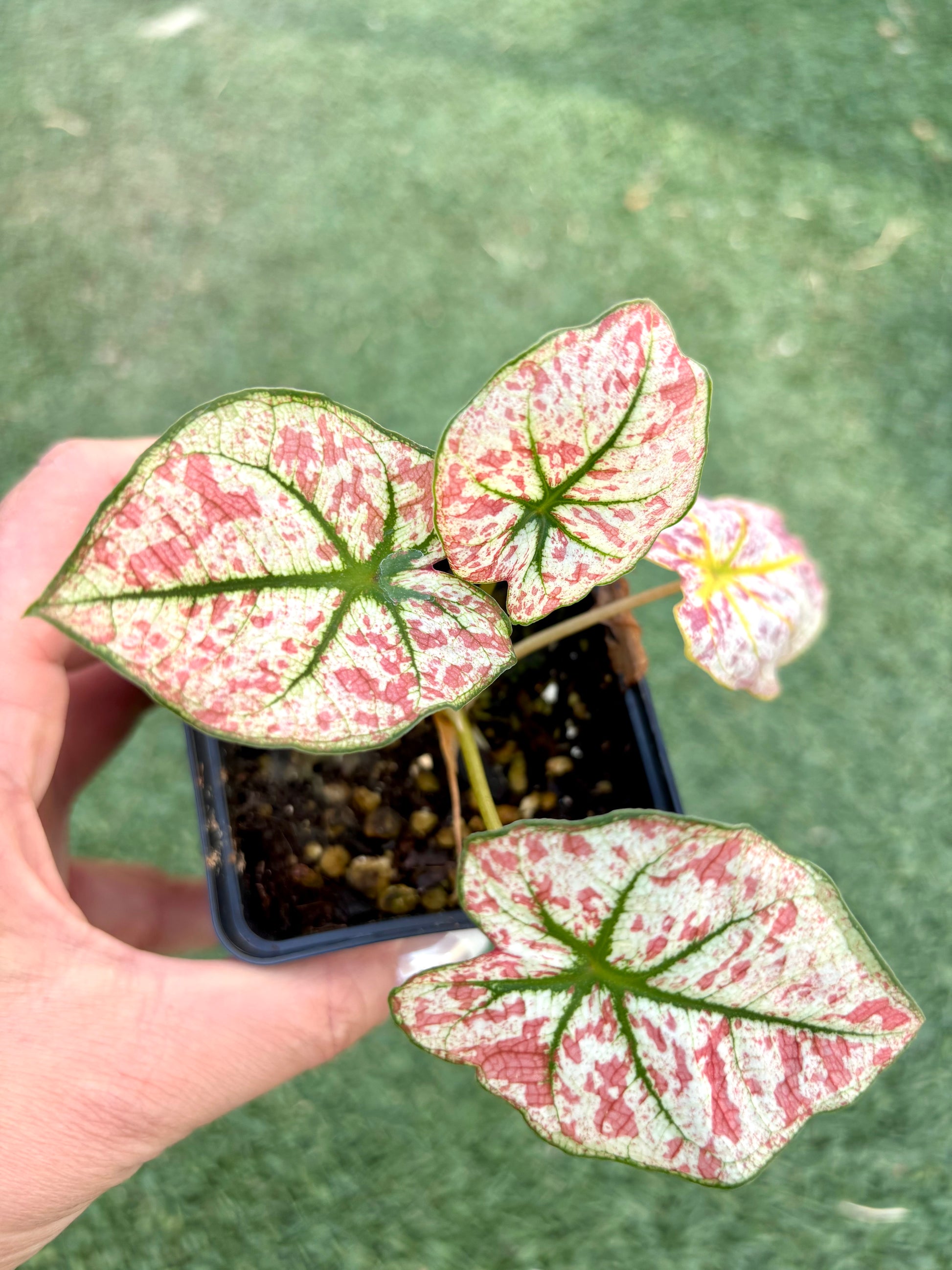 Hochwertiges Caladium Scarlet Mary von Exotic-Flowers mit großen roten und grünen Blättern, ideal für tropische Gartengestaltung.
