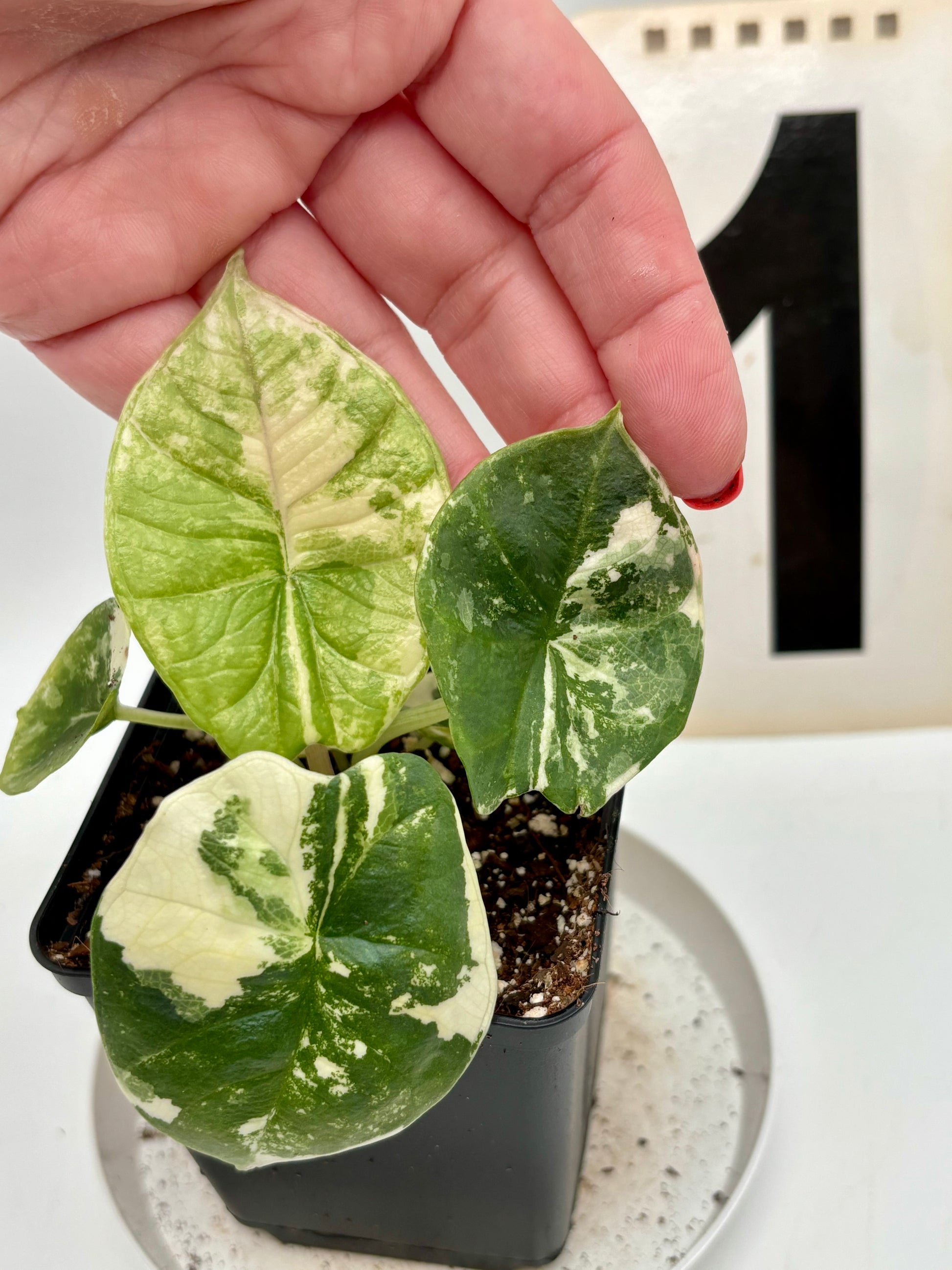 Alocasia Platinum Albo Variegata