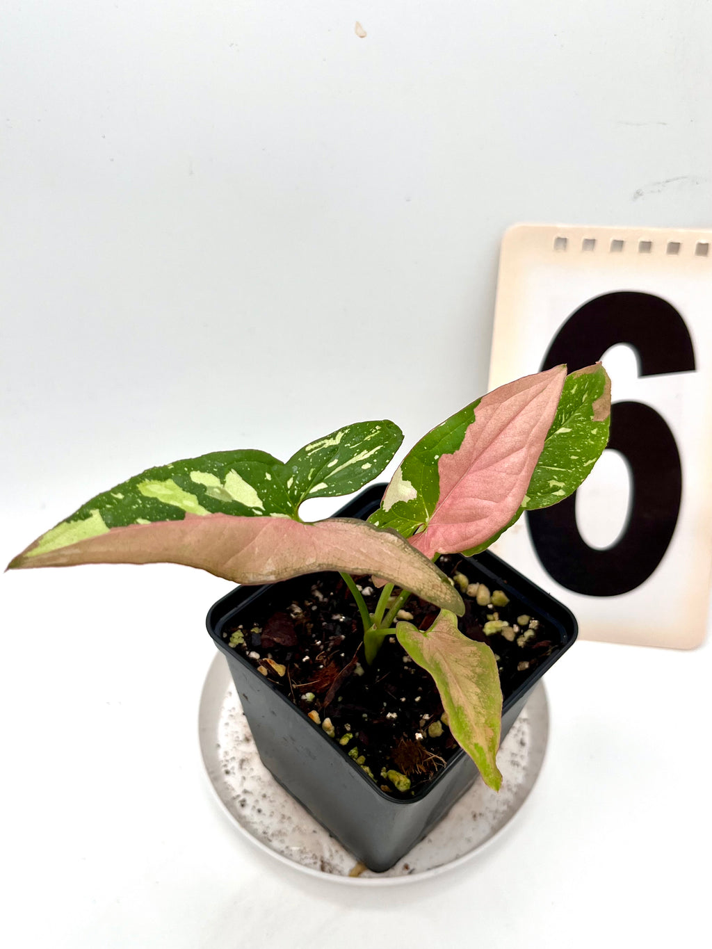 Syngonium Red Spot Tricolor