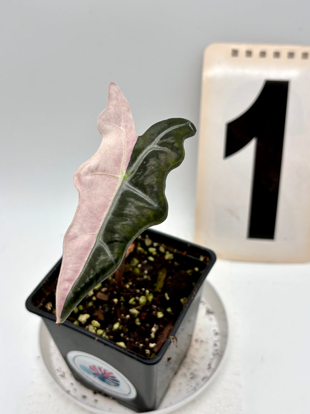 Alocasia Nobilis Variegata