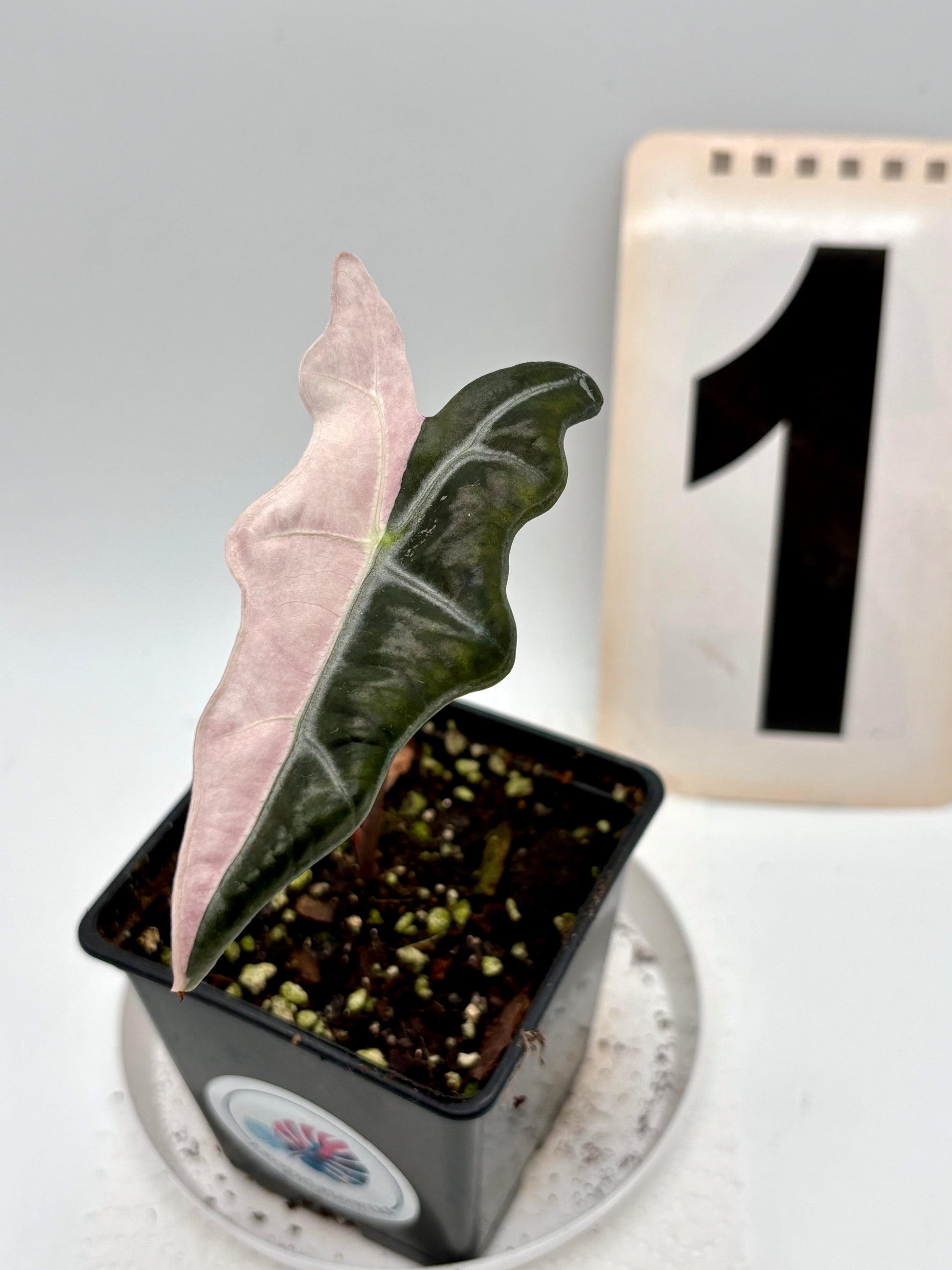 Alocasia Nobilis Variegata