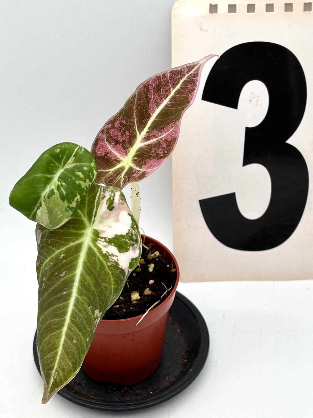 Alocasia Black Velvet Variegata